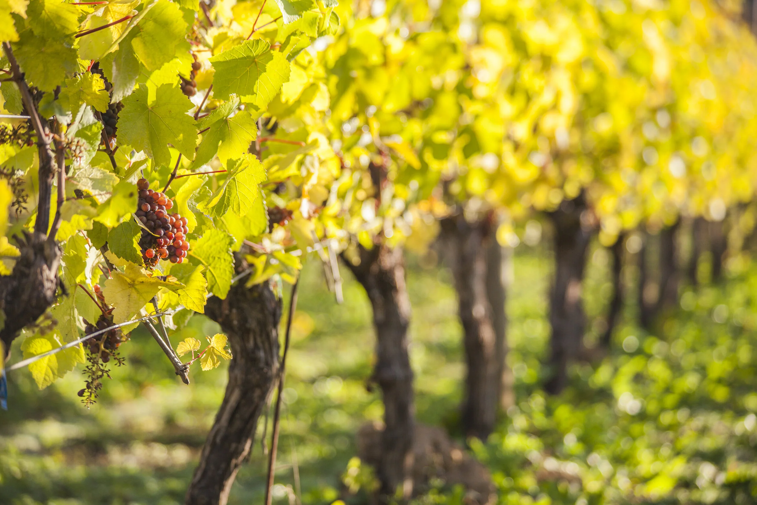 Cowichan Valley winemaker spills on how a blend can be a work of art