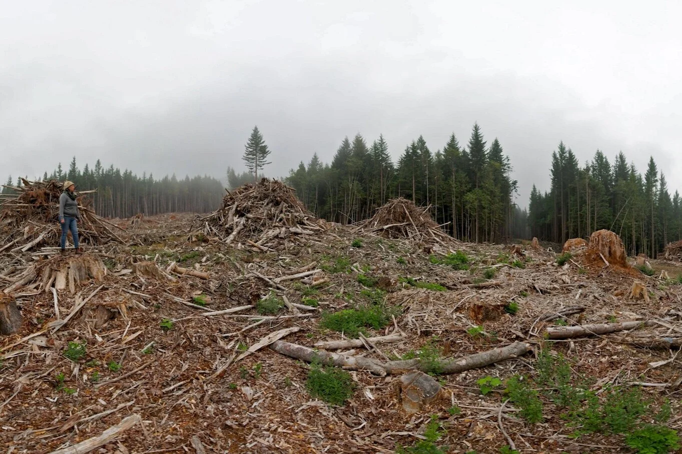 PuSh projects feature dance, theatre, music, walks, and forest