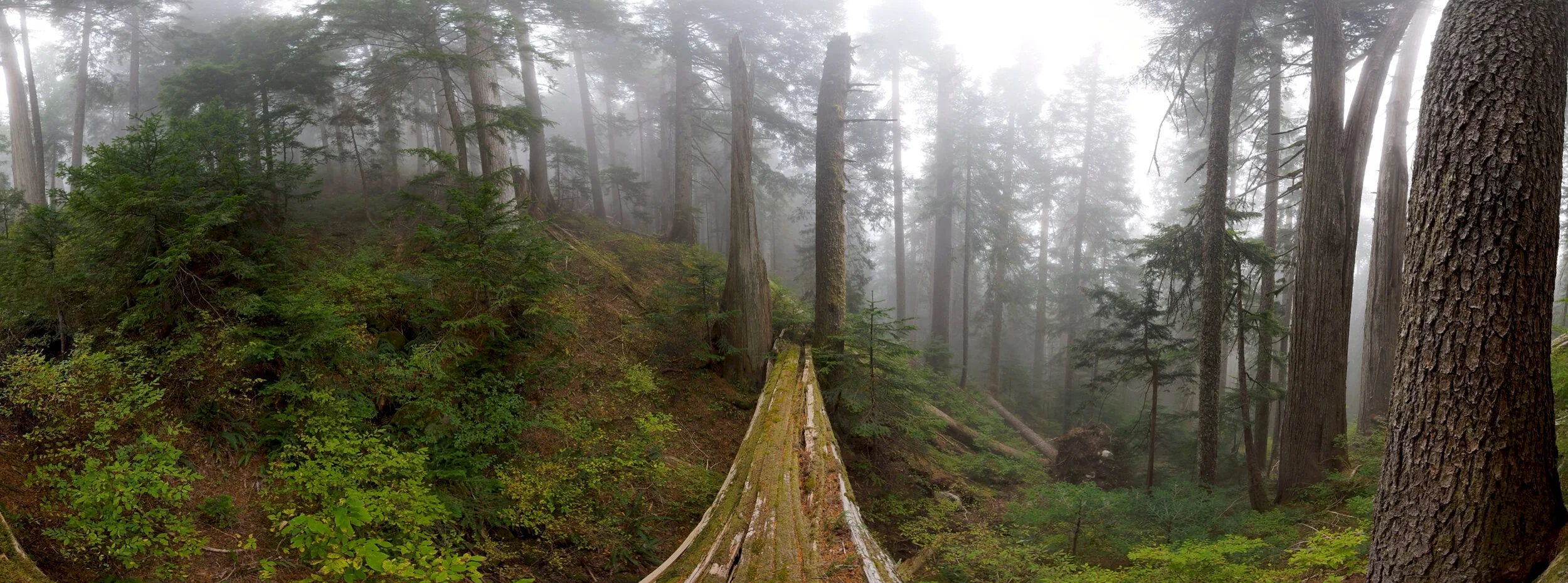 Sanctuary: The Dakota Bear Ancient Forest Experience takes visitors into an ancient BC stand of trees that's under threat
