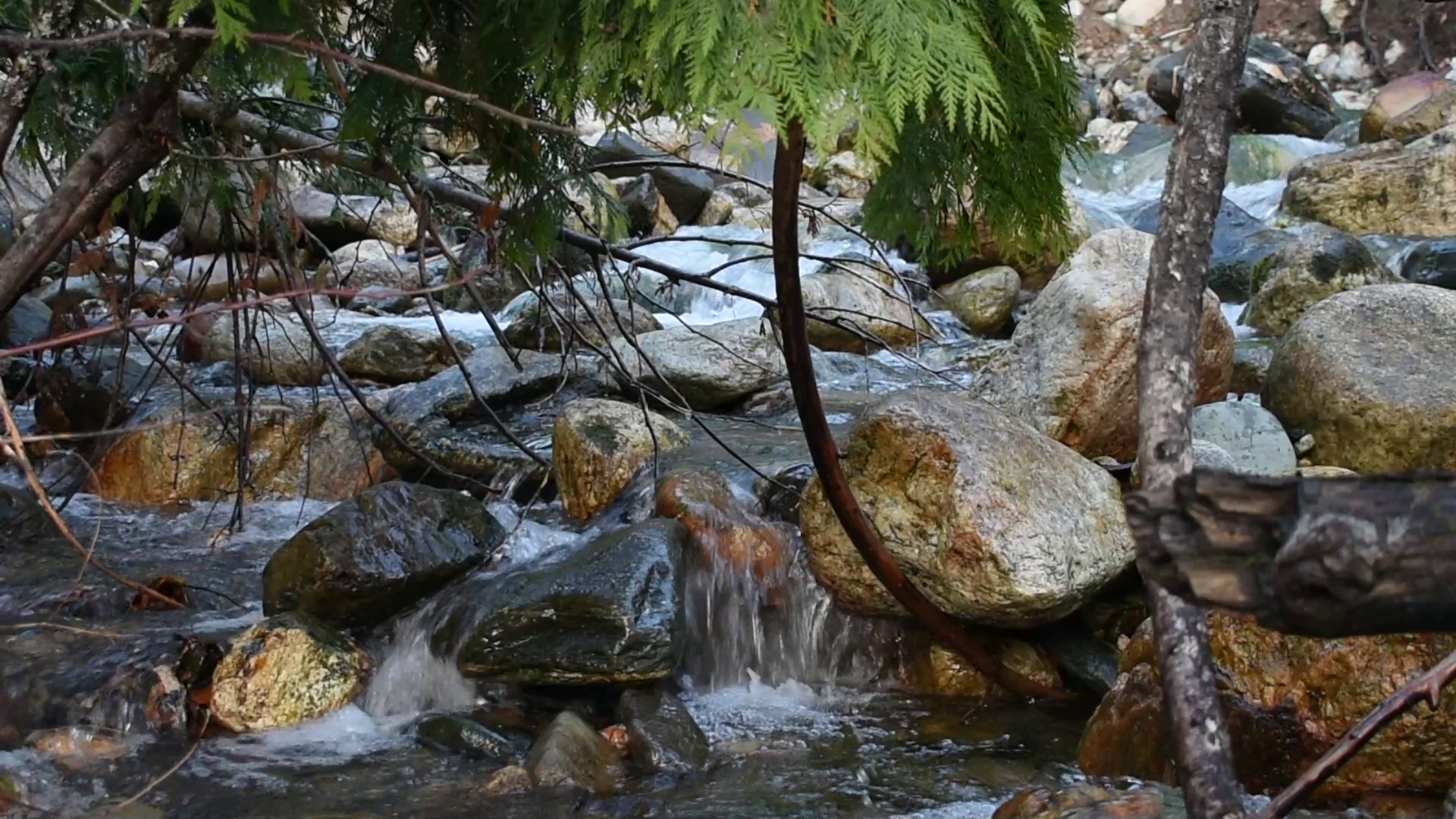 Response: Our Land Narrative video works explore connections to nature at the Polygon Gallery April 7 to 17