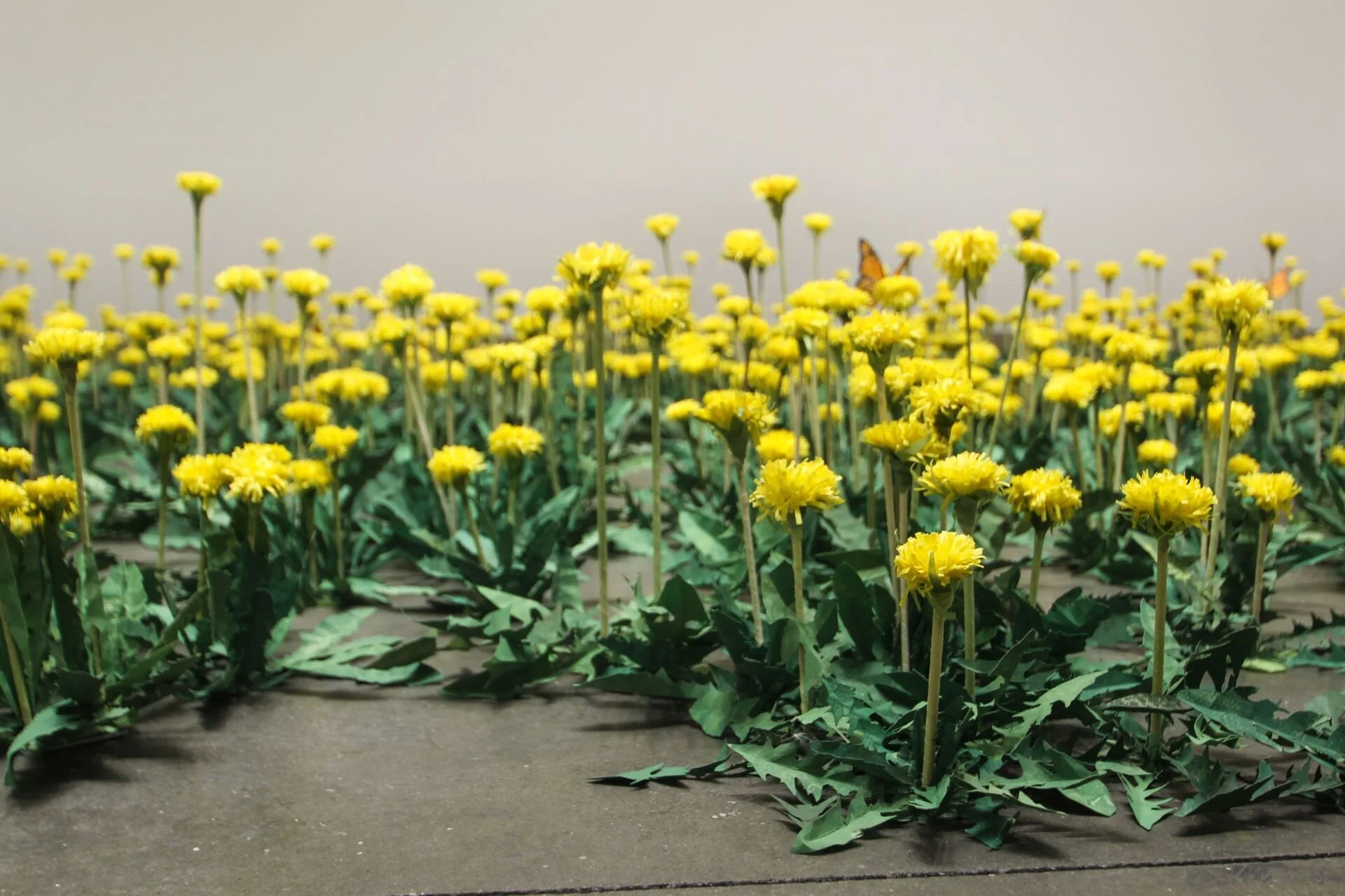 Stir Q&amp;A:  Artist Monique Martin talks folding, hand-cutting, and the enduring symbol of the dandelion in a pandemic