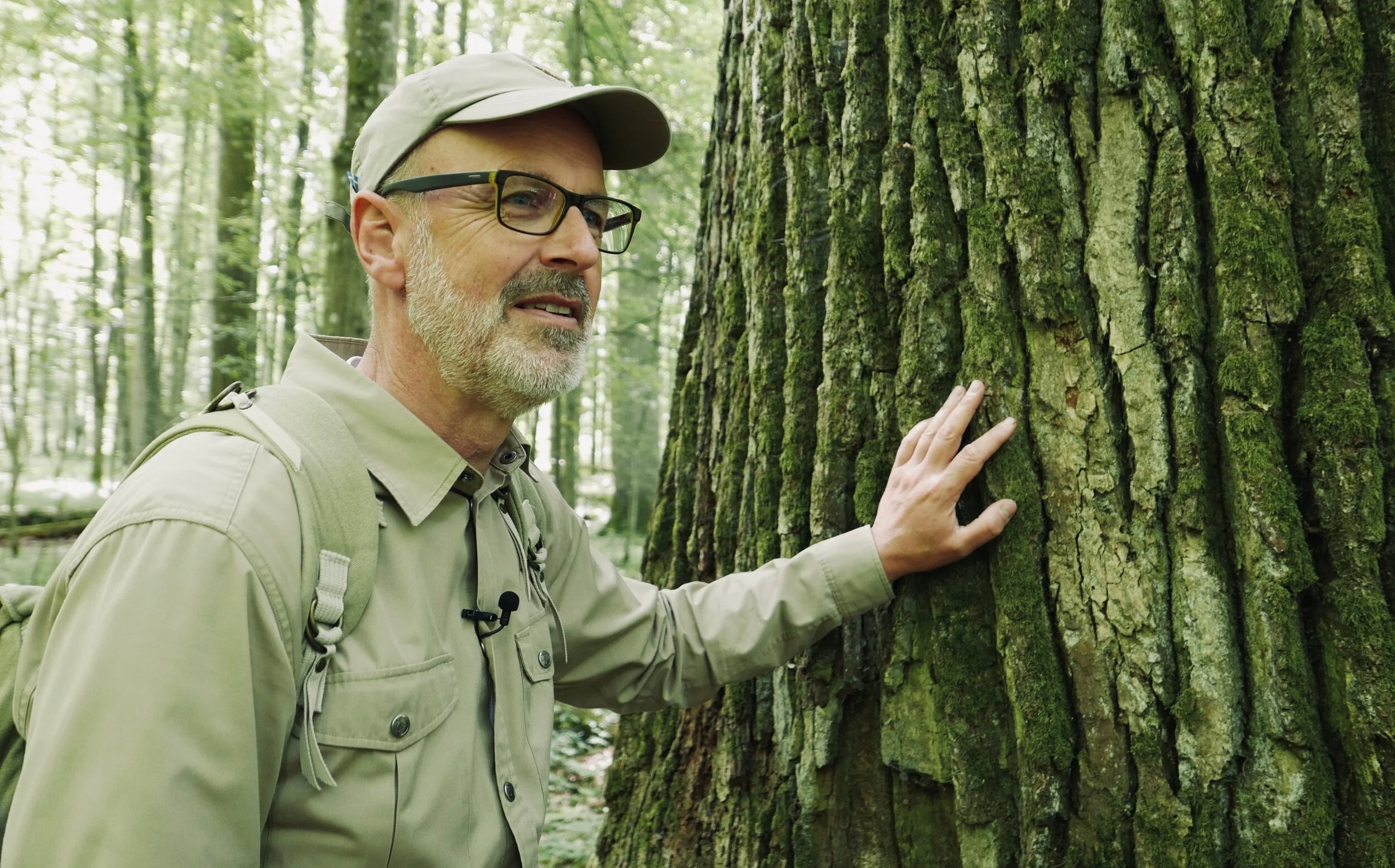 Film review: The Hidden Life of Trees' natural wonders take root in