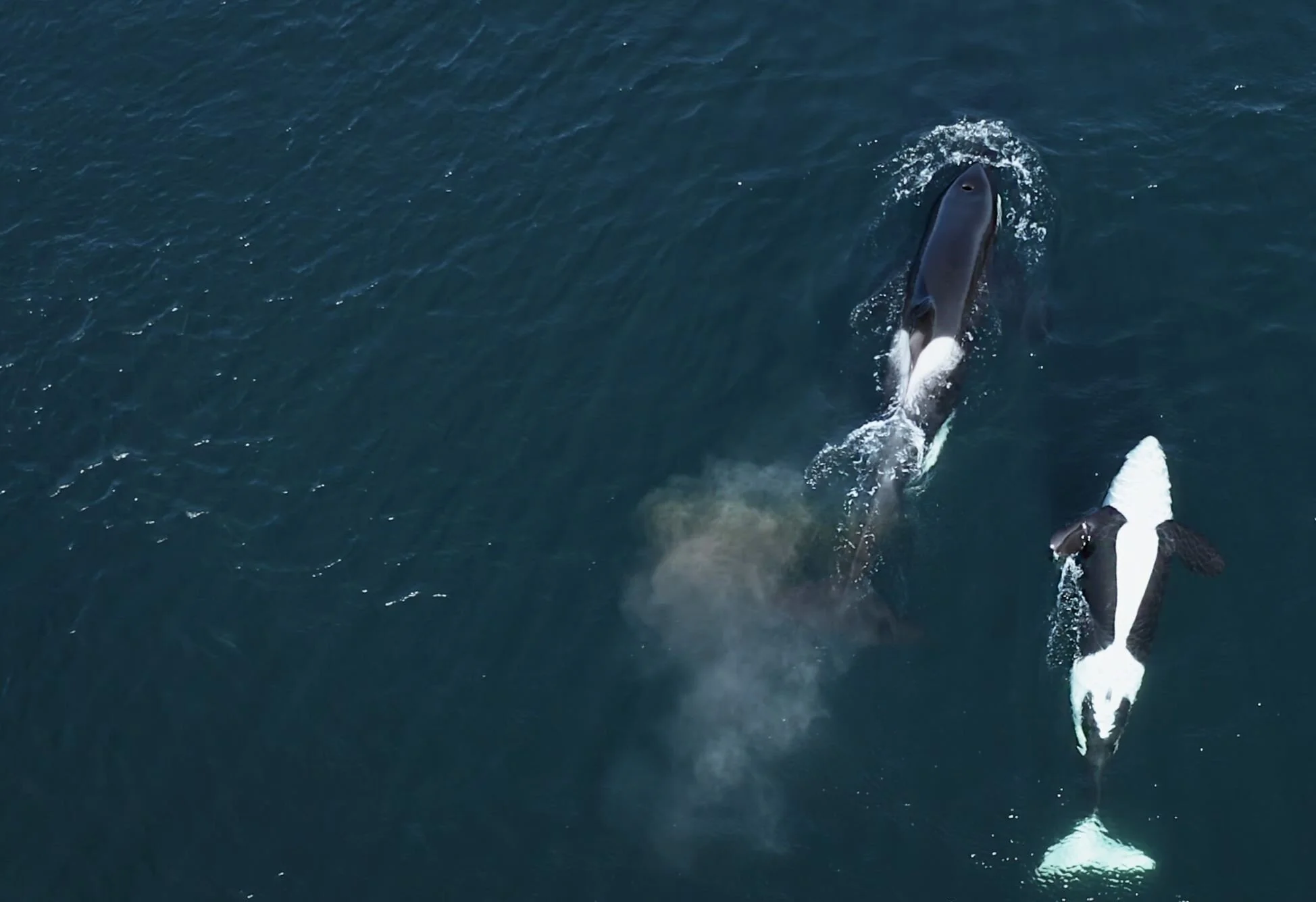 Coextinction, at VIFF, dives deep into the crisis facing Southern Resident killer whales