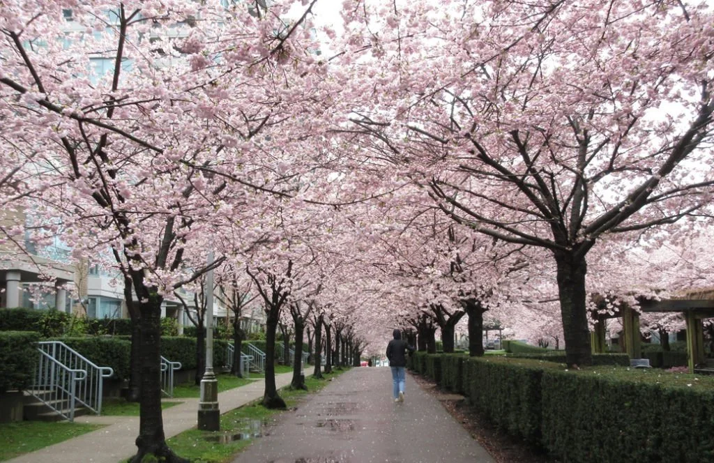 Vancouver Cherry Blossom Festival 2022 celebrates a grand re-emergence of blooms—and of the city itself