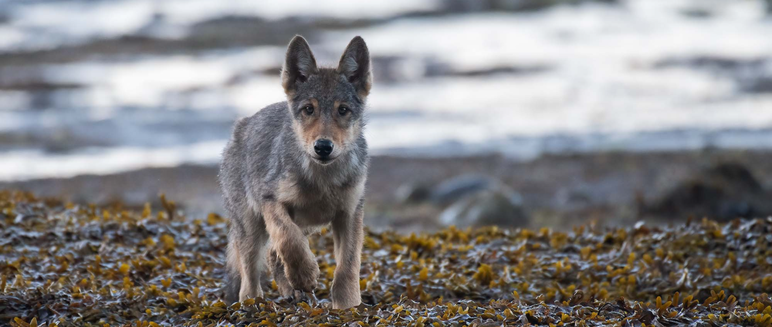 New B.C. documentary Part of the Pack looks at the impacts of human contact with wolves