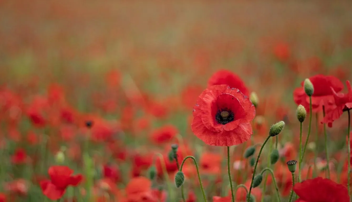 See Vetta Chamber Music’s Wartime Masterpieces in concert, April 28 to May 1