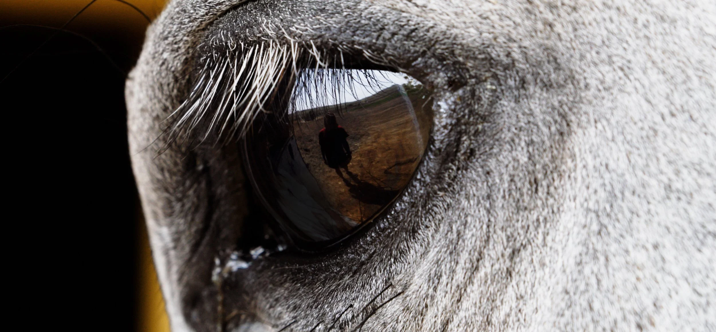At VIFF, Logan Red Crow shows ups and downs of bareback horse relay racing in Aitamaako'tamisskapi Natosi: Before the Sun