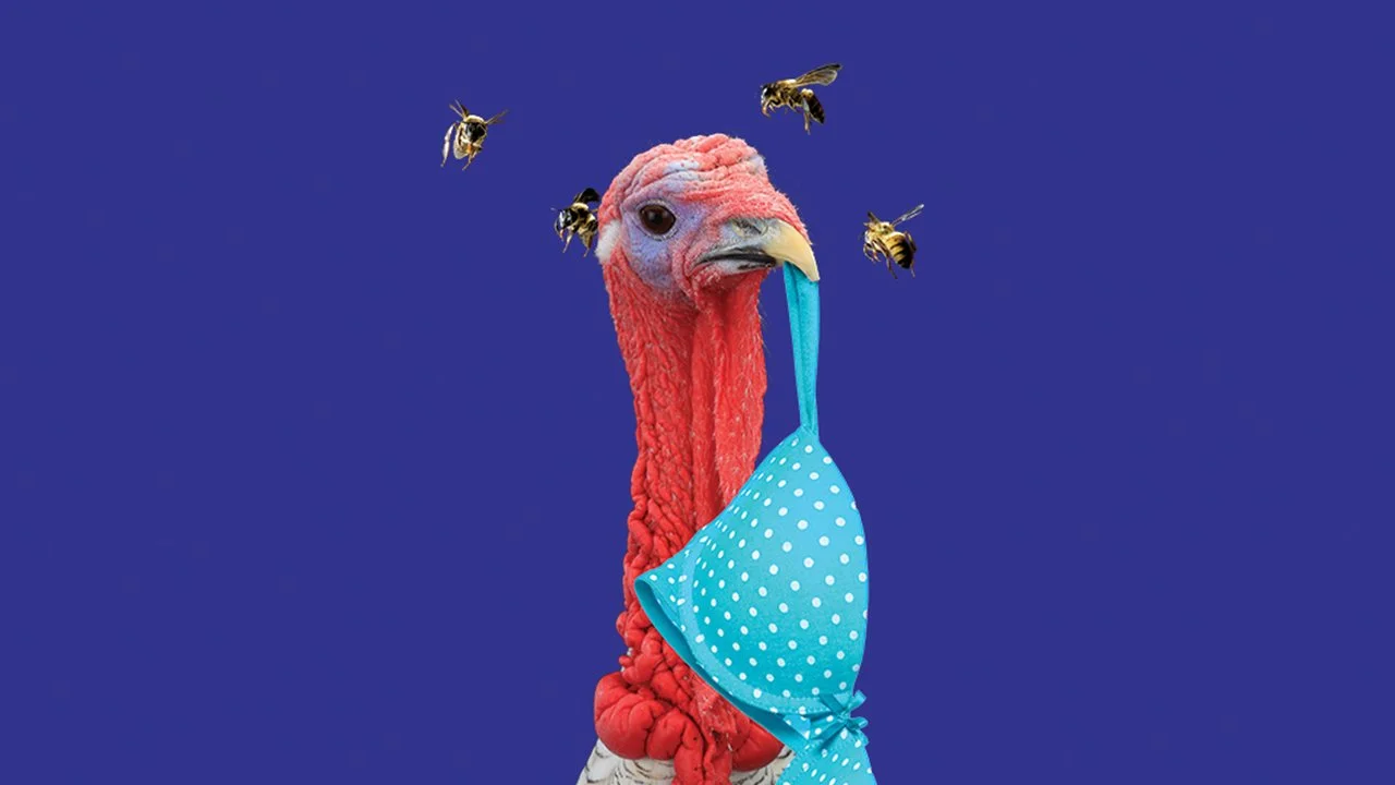 Shadbolt Centre for the Arts hosts Arts Club production The Birds and the Bees, November 2 and 3