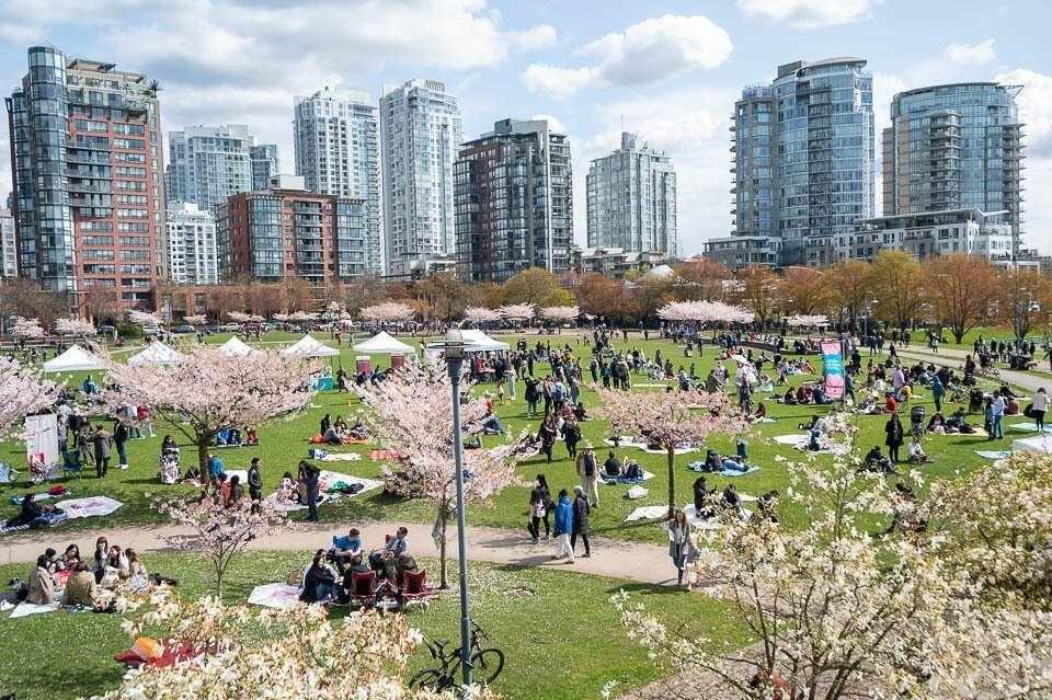 Vancouver Cherry Blossom Festival hosts annual Big Picnic at David Lam Park, March 30.⁠
⁠
Taiko drumming, yoga, paper fan-painting, pink dumplings, and more on offer underneath the park&rsquo;s 100 Akebono cherry blossom trees.⁠
⁠
Head to Stir to rea