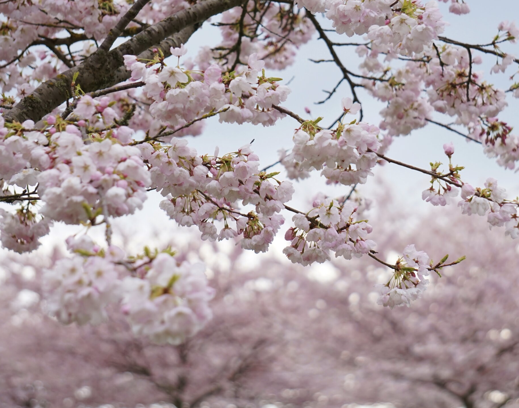 VANCOUVER CHERRY BLOSSOM FESTIVAL