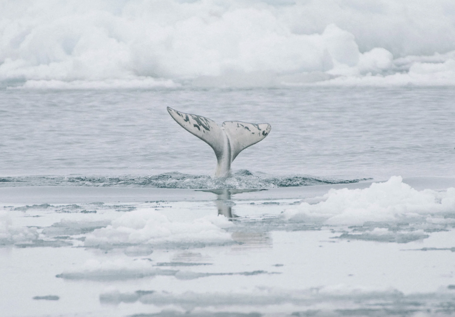 National Geographic Live presents Life on Thin Ice at the Vancouver Playhouse October 9