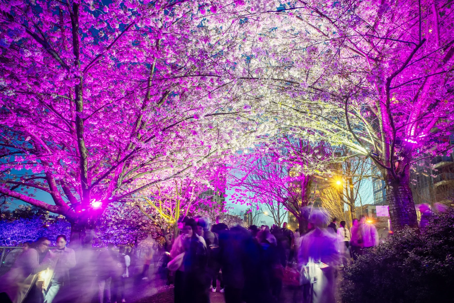 Spring Arts Guide: Festivals feature global dance, cherry blossoms, photo exhibitions, and much more