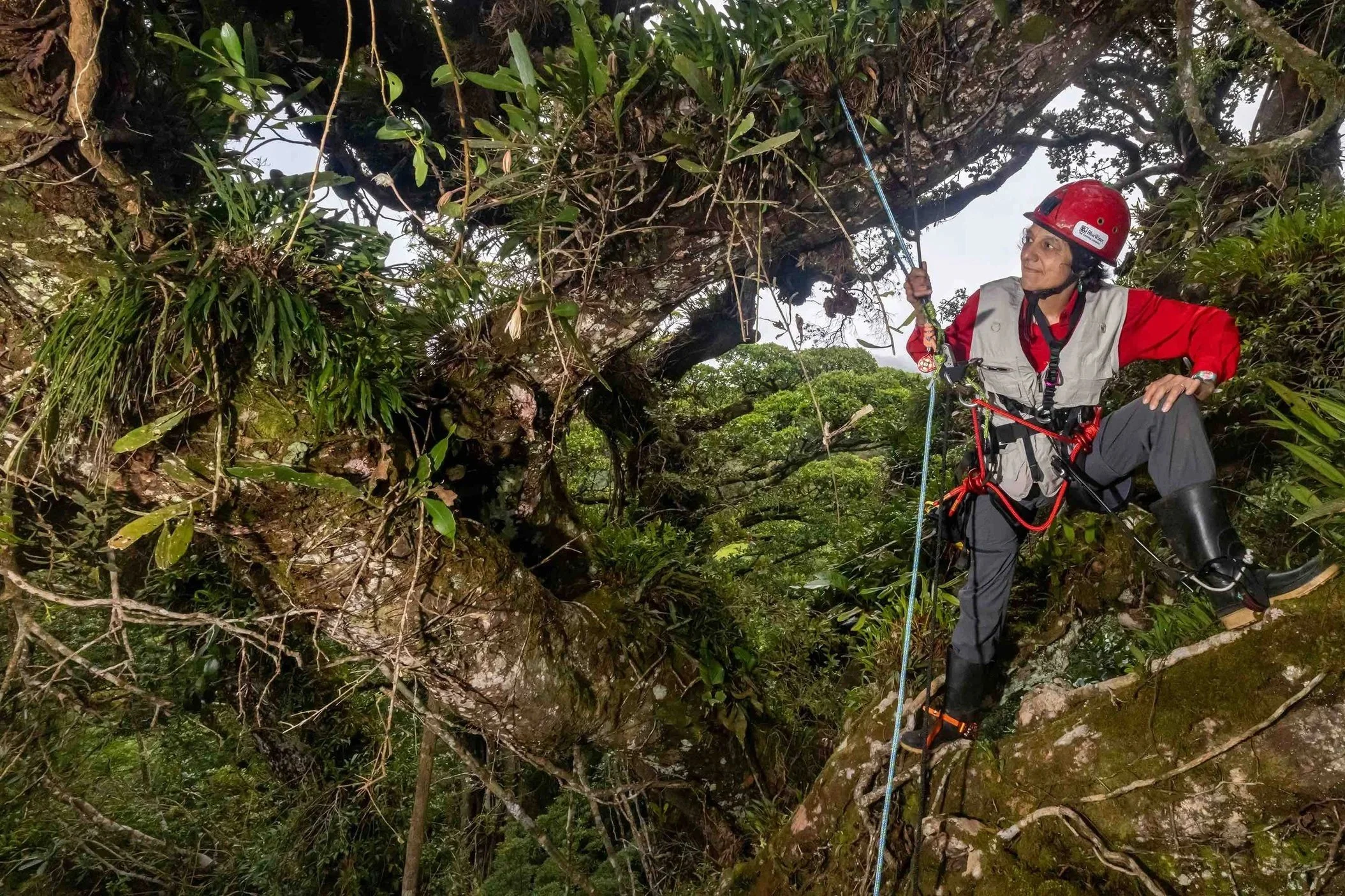 Stir Q&A: Tree canopy ecologist Nalini Nadkarni gives ground-bound humans a look at lush life forms above our heads