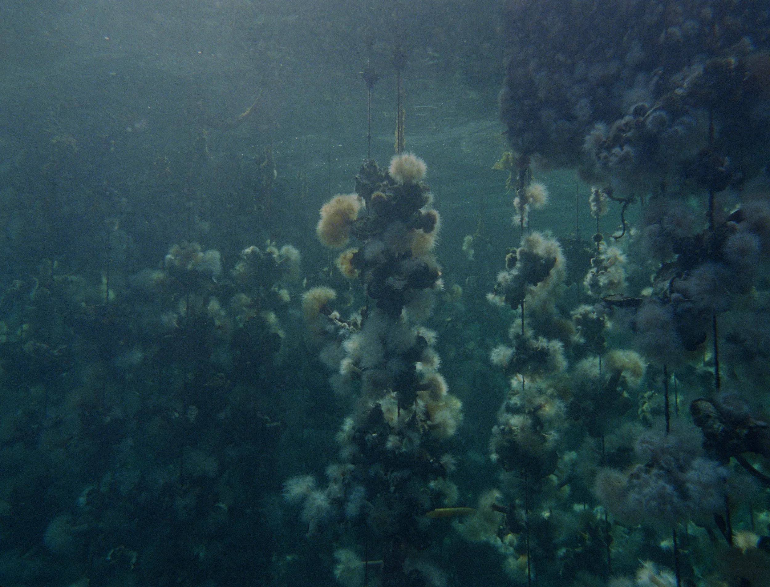 At DOXA, Concrete Turned to Sand surveys a mysterious, haunting universe under the waves