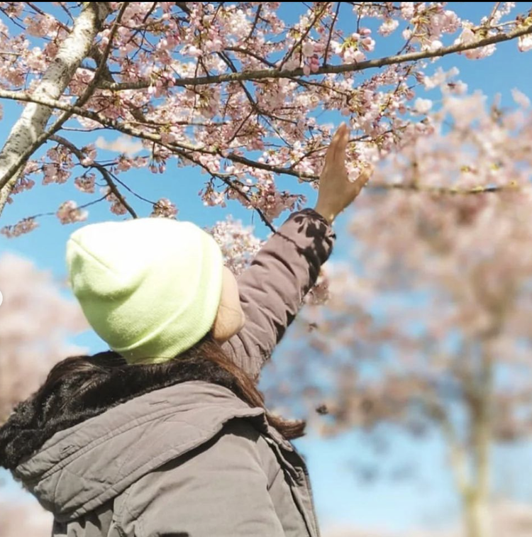Richmond Cherry Blossom Festival 2023 blooms at Garry Point Park, April