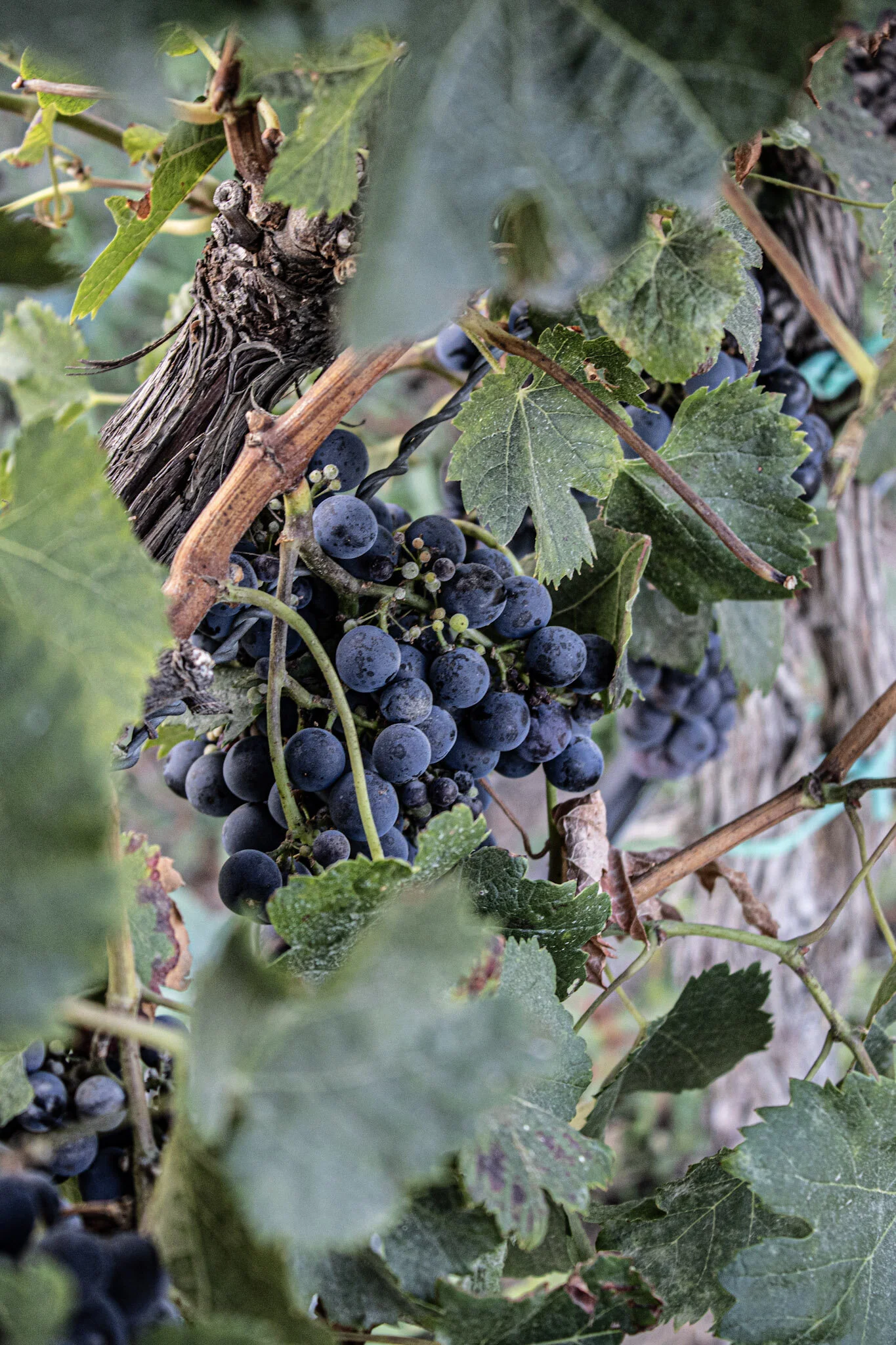 Weingut Reibold Freinsheim Pfalz Rotwein Bio Ausgezeichnet