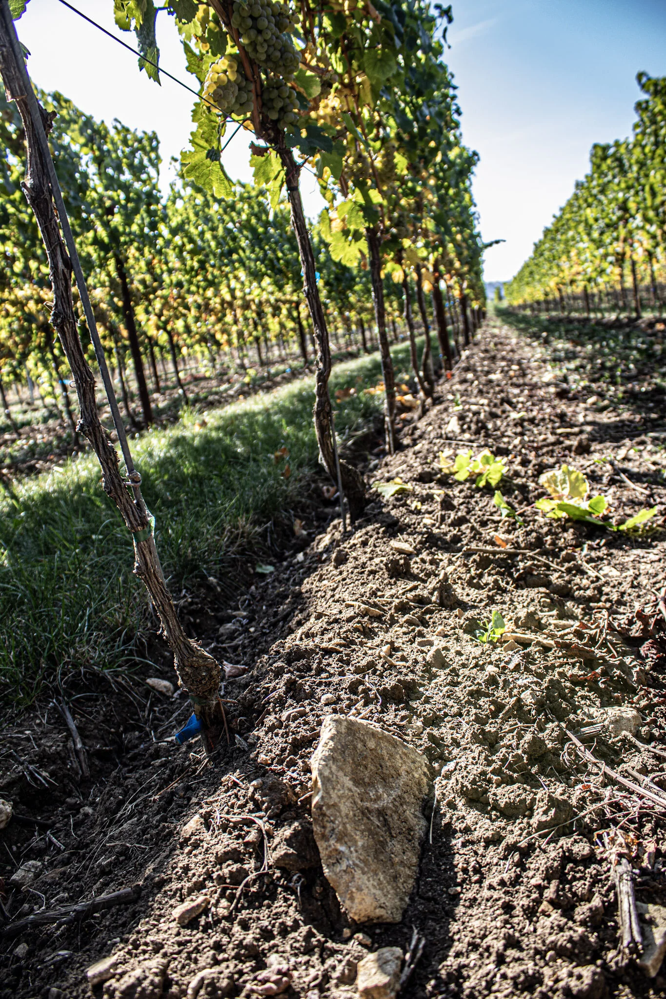 Riesling vom Kalkstein Weingut Reibold Freinsheim Pfalz