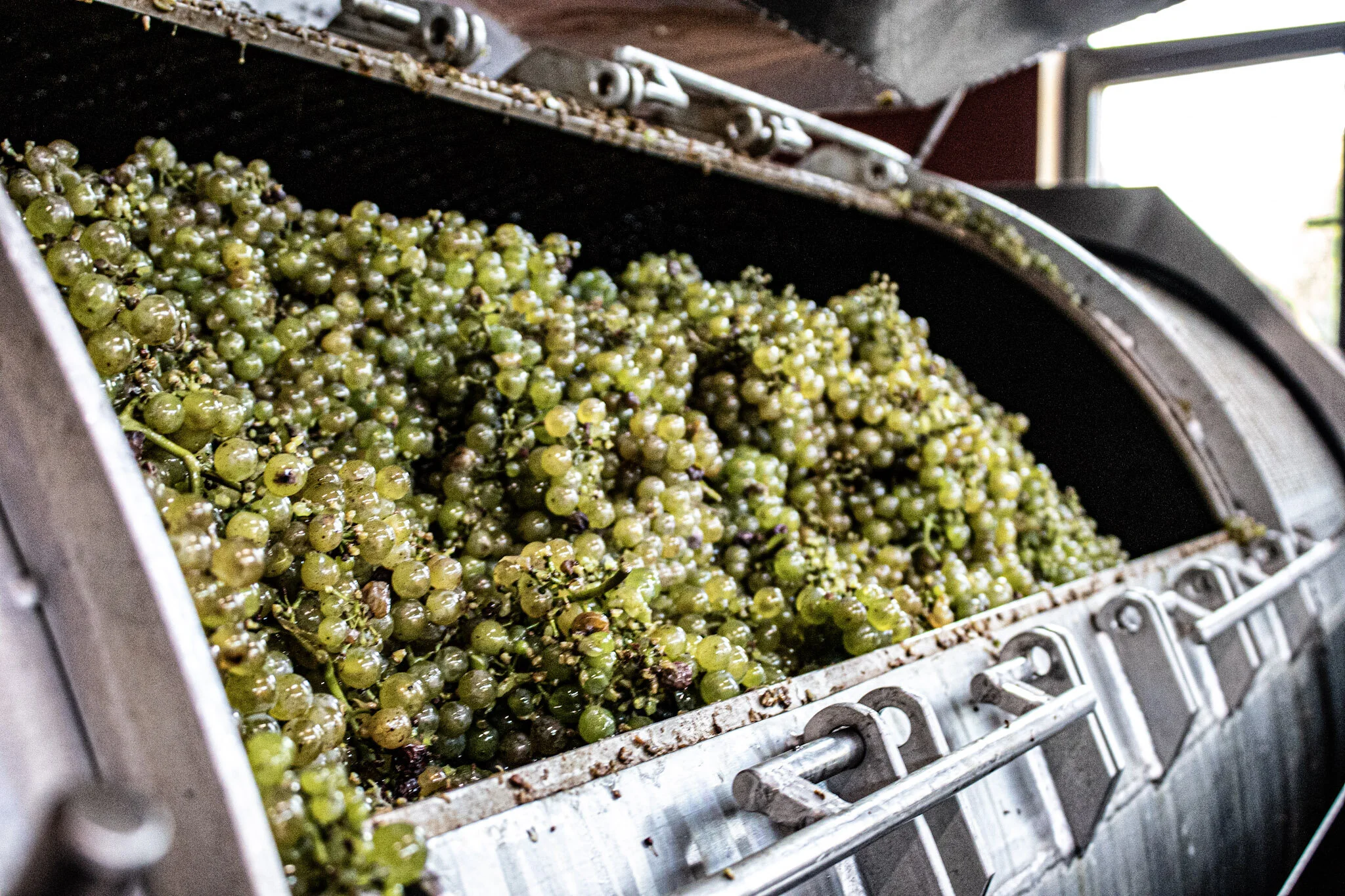 Weingut Reibold Lese Freinsheim Pfalz Bio Wein