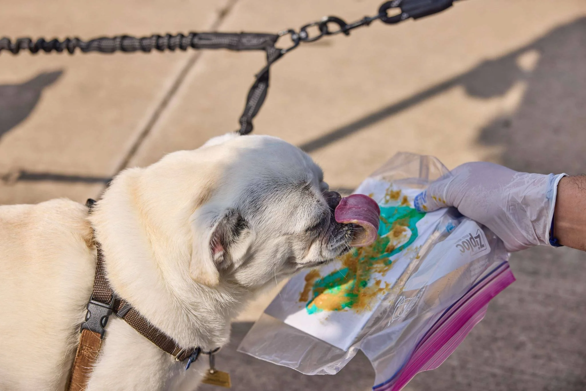 The Barkday Planner, DFW, Community events, Dog Parents, Fun Dog Events, Chewy Appreciation