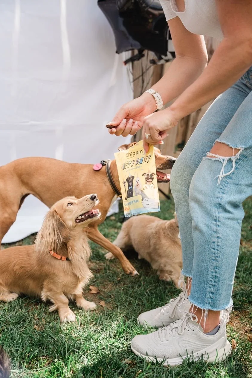 Celebration Sticks_Oliverthehautedog 2.JPEG