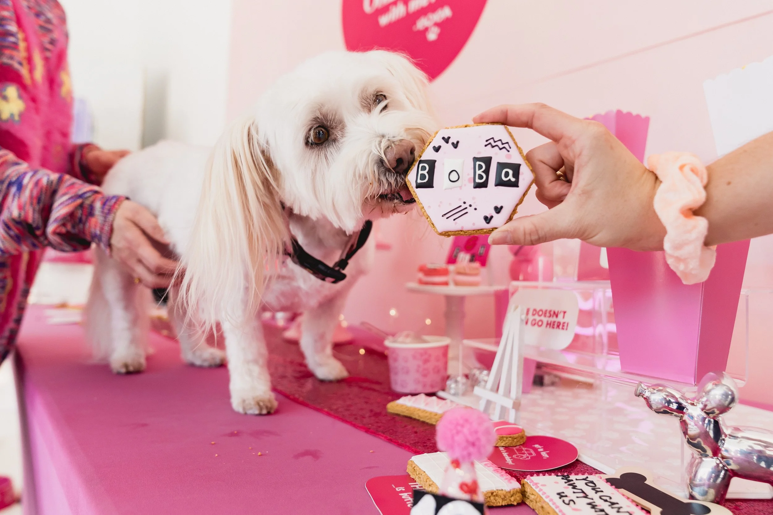 Making Fetch Happen! A Mean Girls Inspired Party — The Barkday Planner