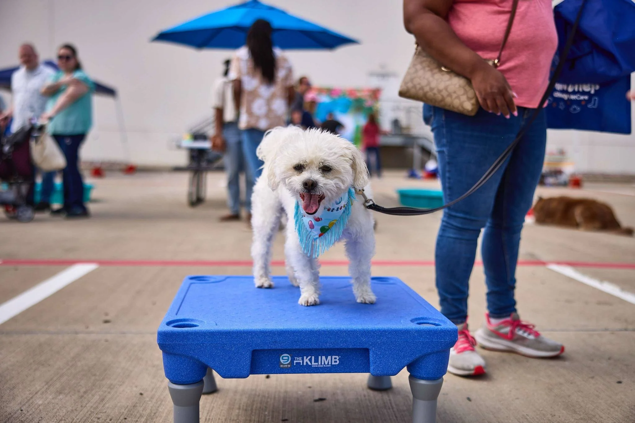 The Barkday Planner, DFW, Community events, Dog Parents, Fun Dog Events, Chewy Appreciation