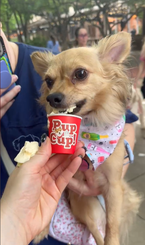 DFW Dog Parents Community, Dallas, Fort Worth, Pups, Membership, Perks, Discounts, Exclusive