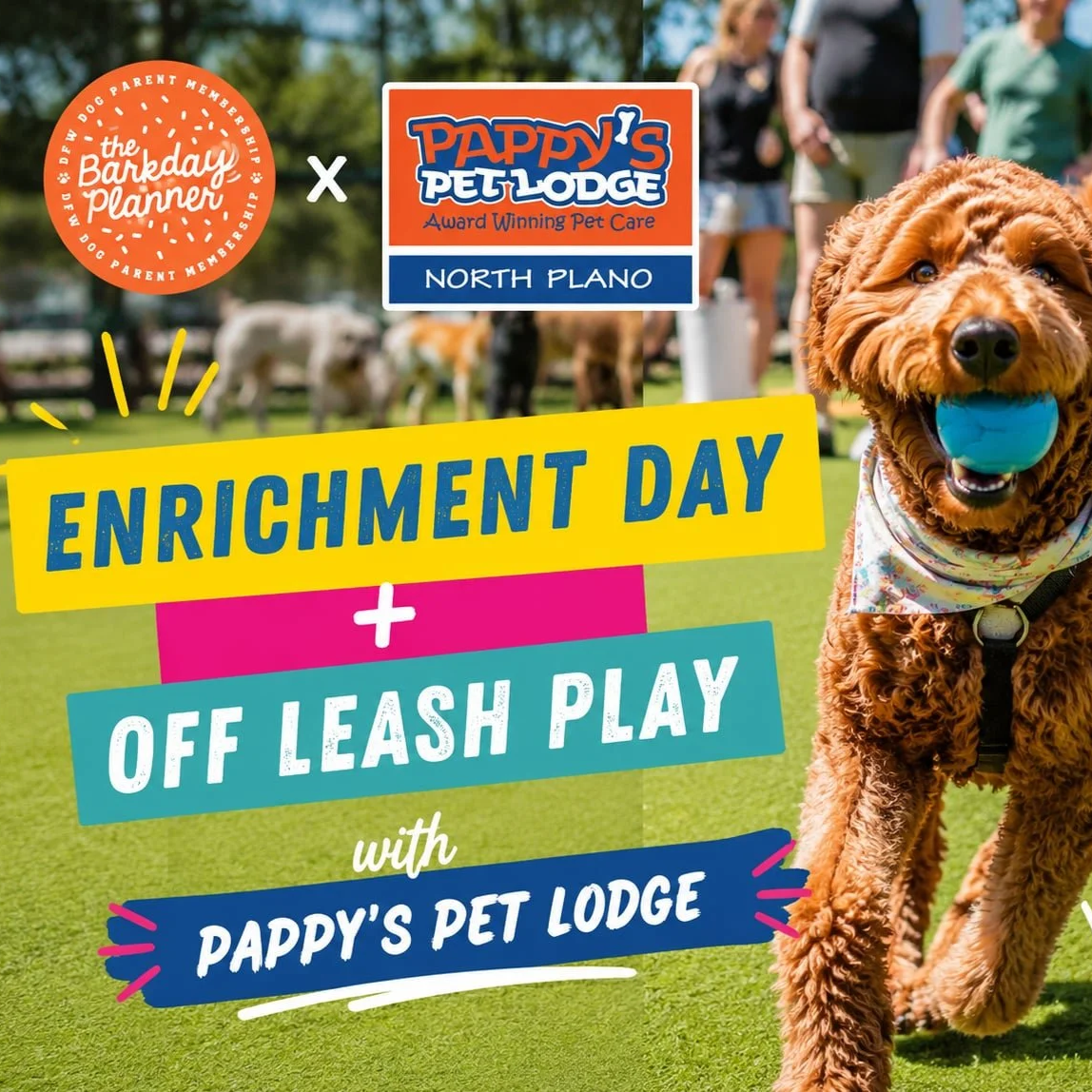 Enrichment Day + Off Leash Play
