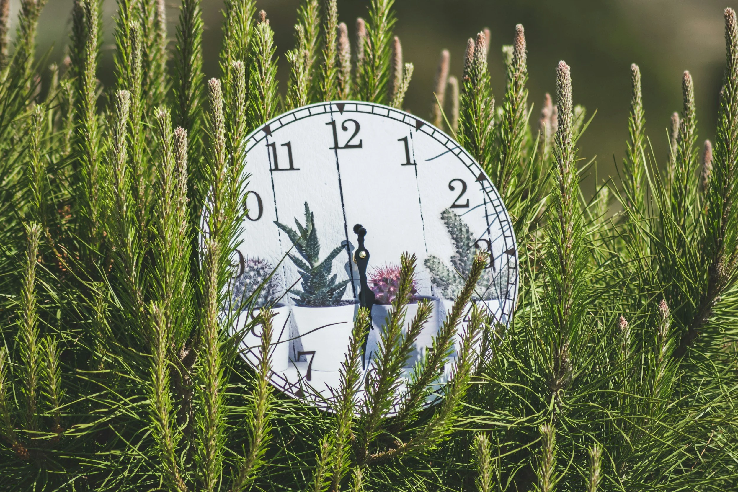 SEASONS OF TIME