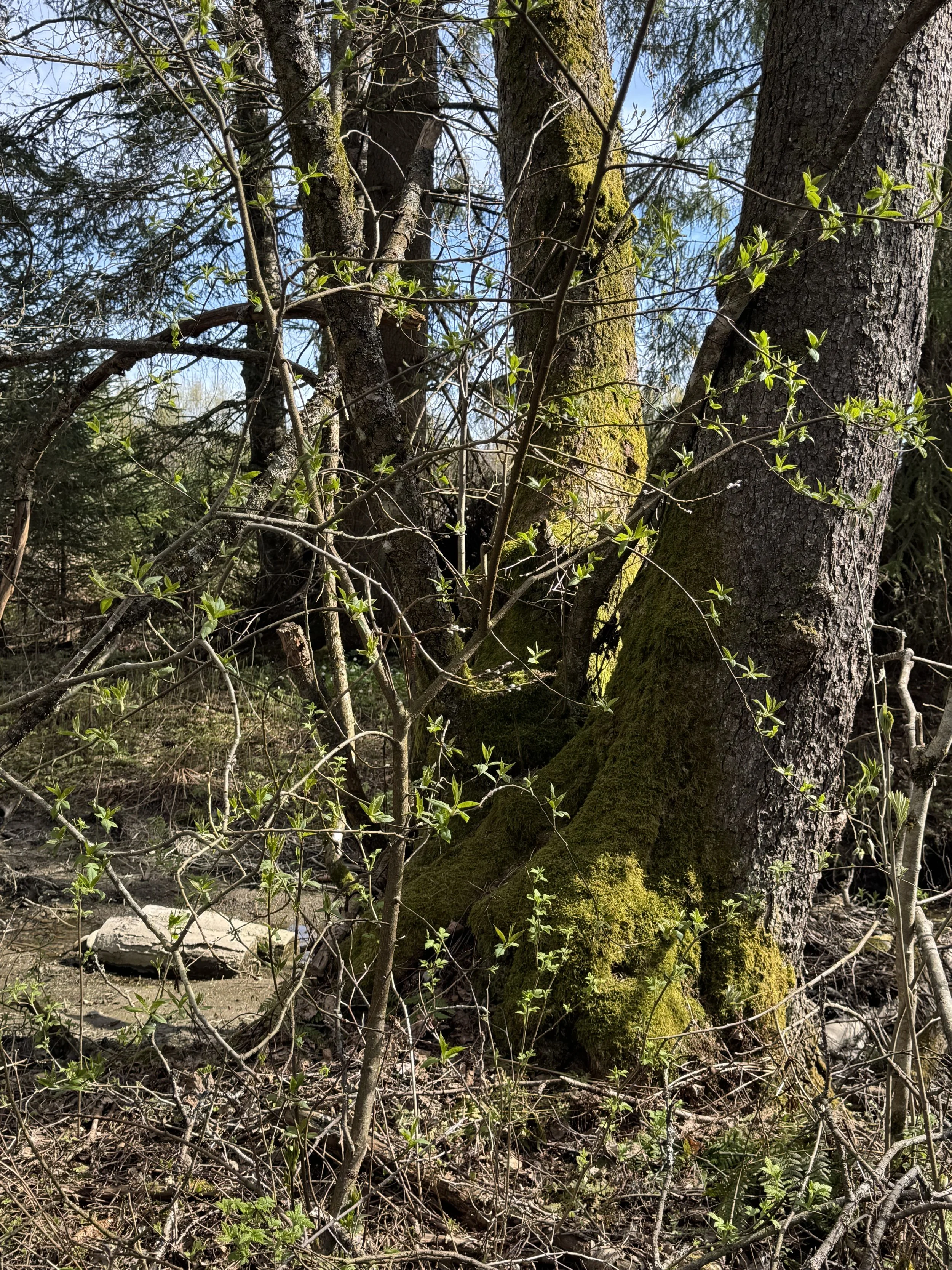 IMG_6071.jpeg