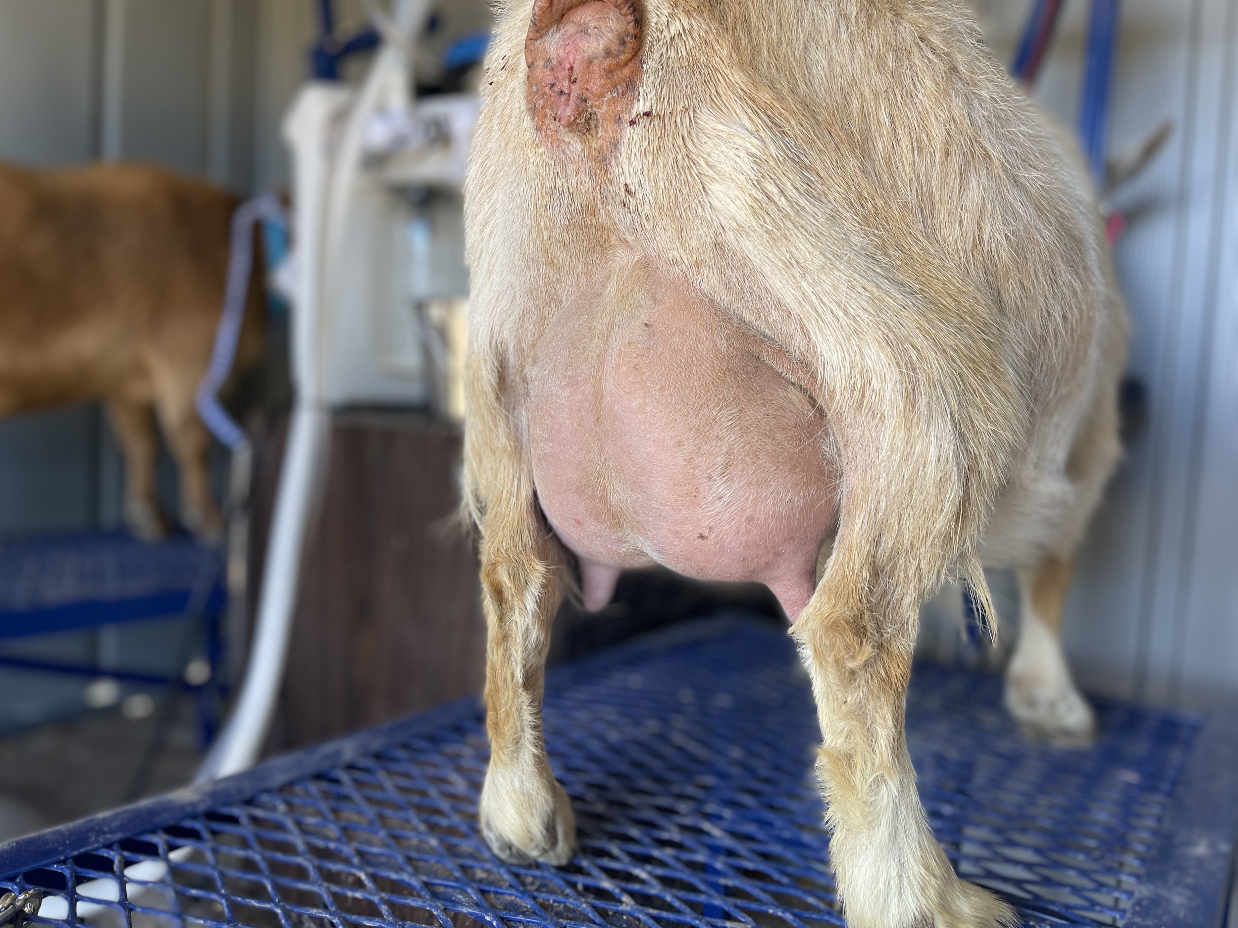 3rd Freshening Udder, 1 week fresh