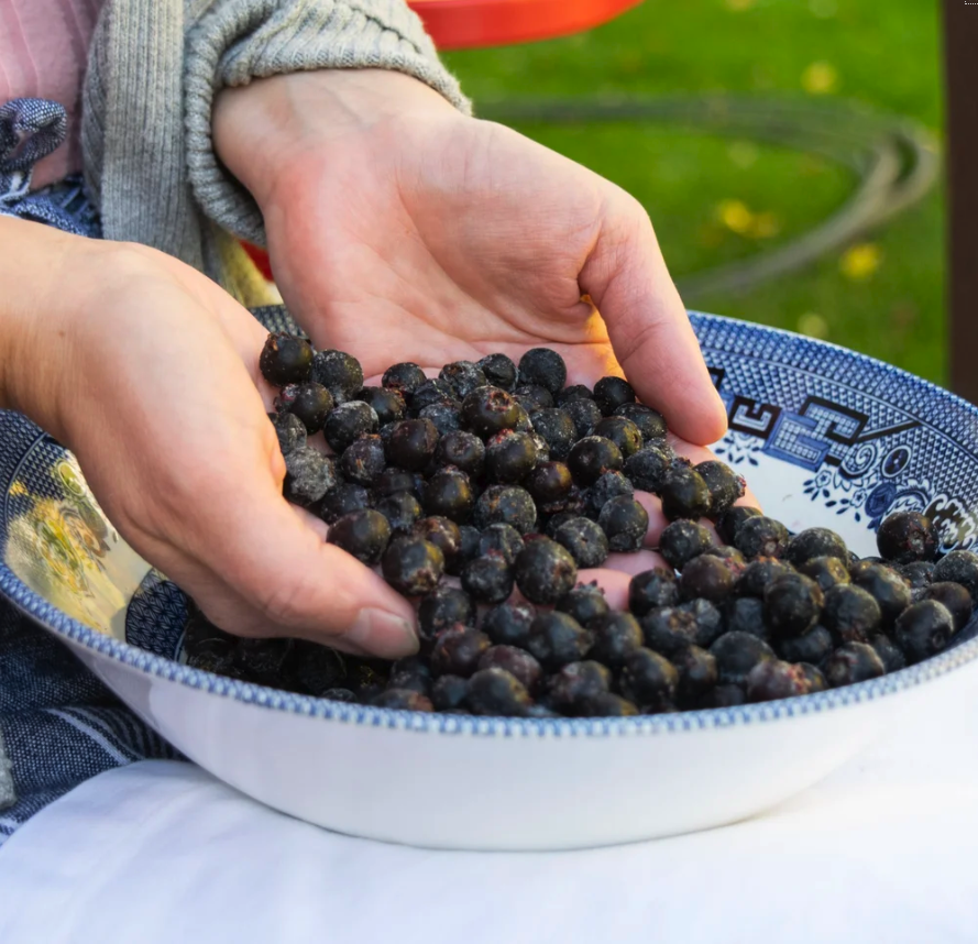 nl-saskatoon-berries.png