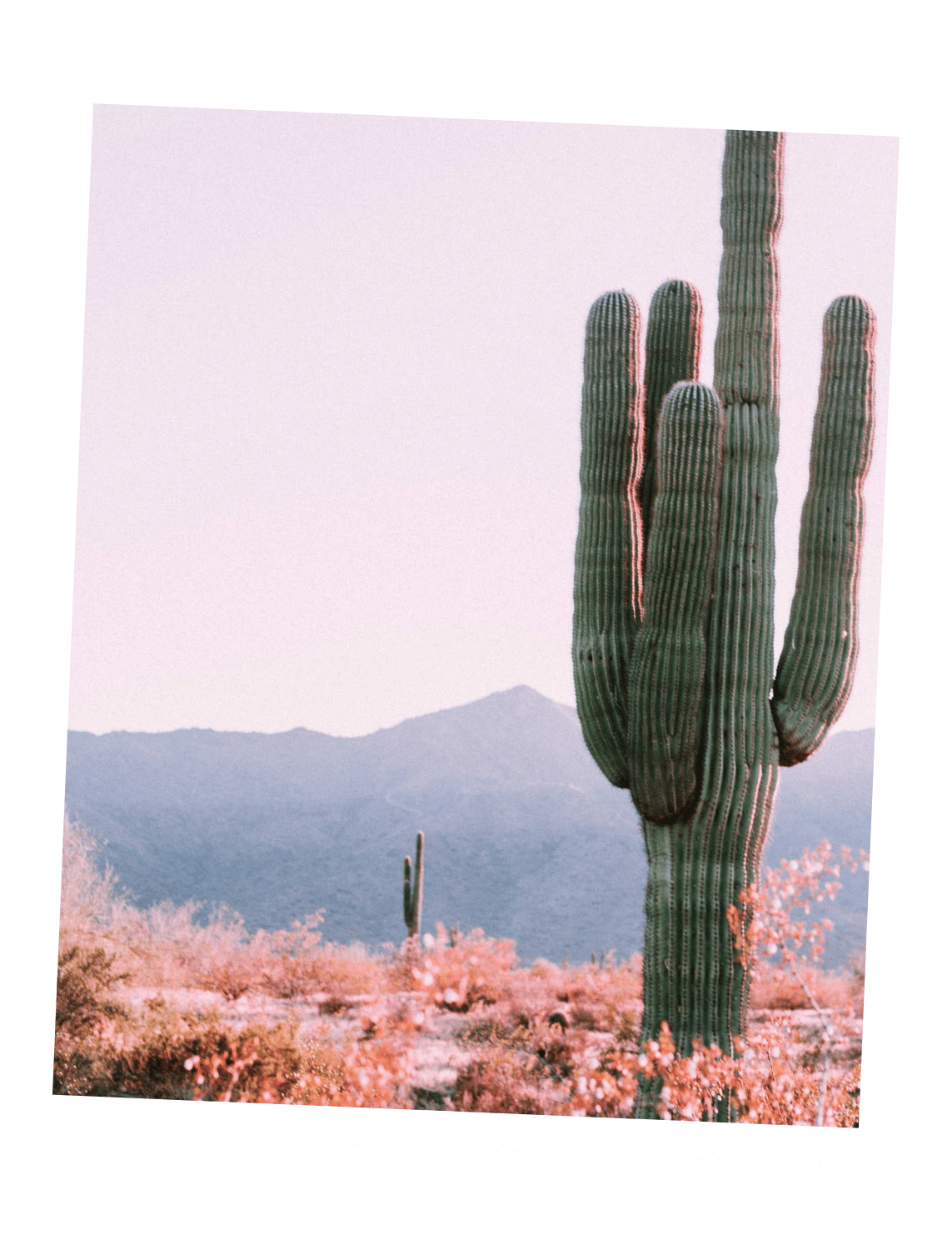 A large green saguaro cactus in a desert landscape with mountains in the background and pink flowering plants in the foreground, against a pale sky.