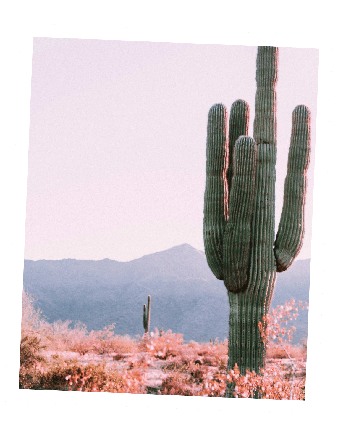 A tall saguaro cactus in a desert landscape with mountains in the background and pink flowering bushes in the foreground.