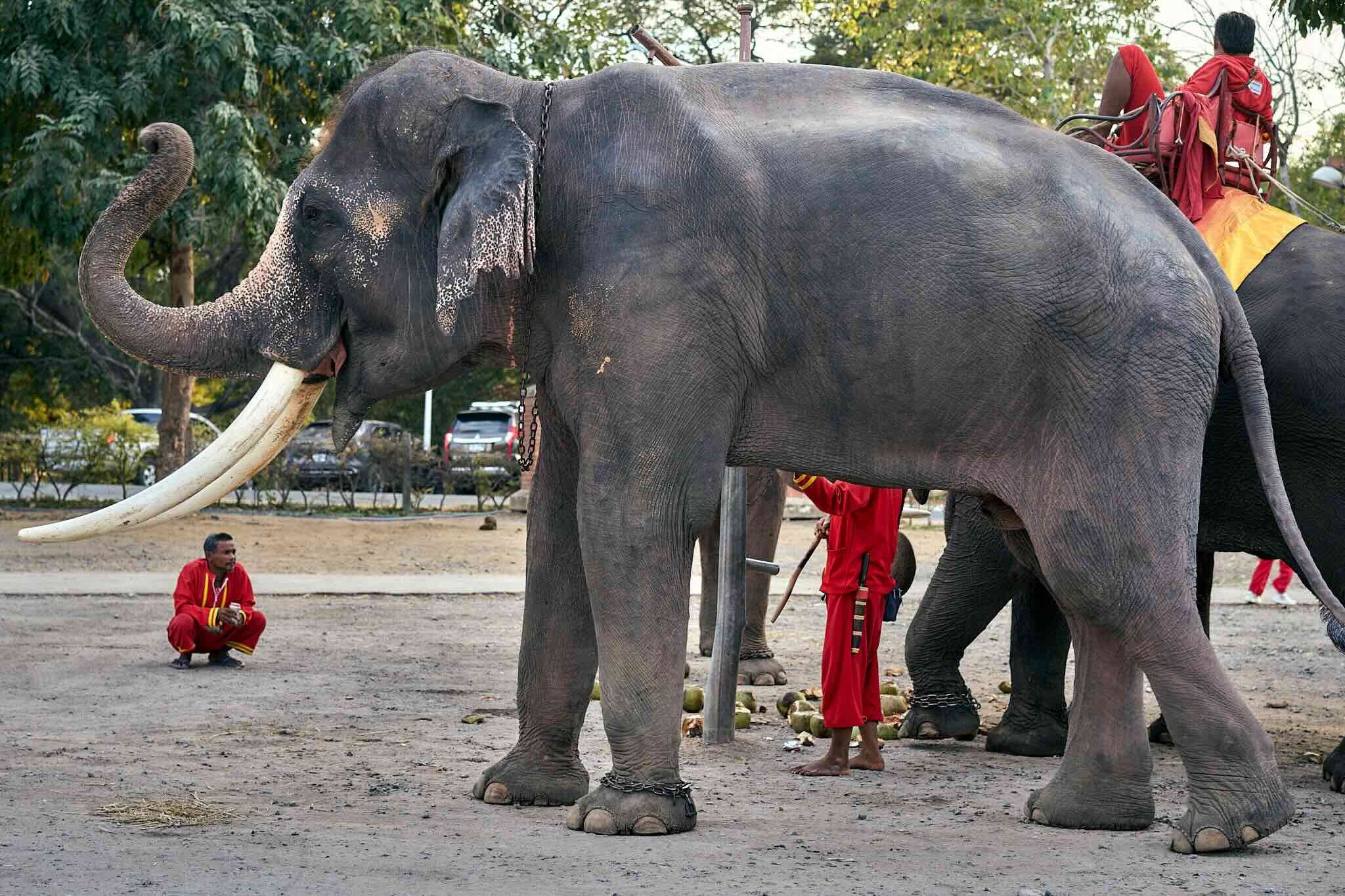 An elephant with tusks, chained at the front legs, is surrounded by people, some sitting and others standing, in an outdoor setting with trees and parked cars in the background.