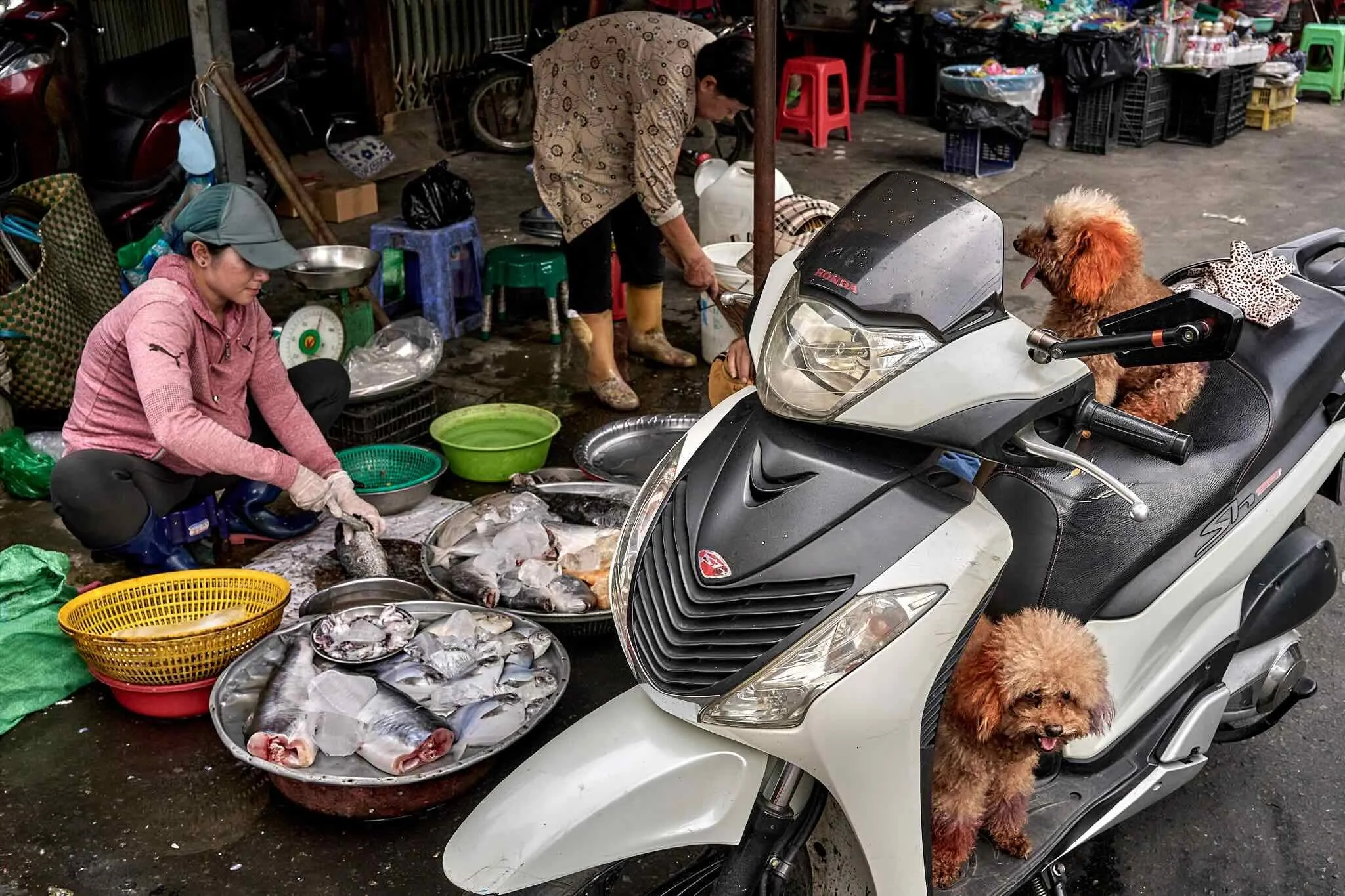 A street market scene with two women preparing fish, one kneeling and the other bending over a table, surrounded by fish in trays, bowls, and bags. A scooter with two dogs sitting on it is in the foreground, and there are small plastic stools, crates