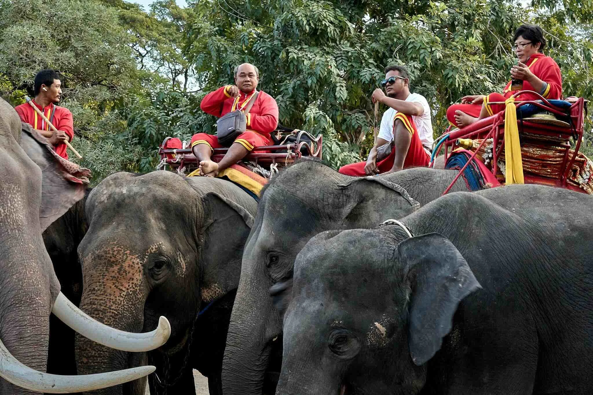 Group of elephants walking through a forest with four people riding on their backs, dressed in red robes, and one person wearing sunglasses, surrounded by green trees.