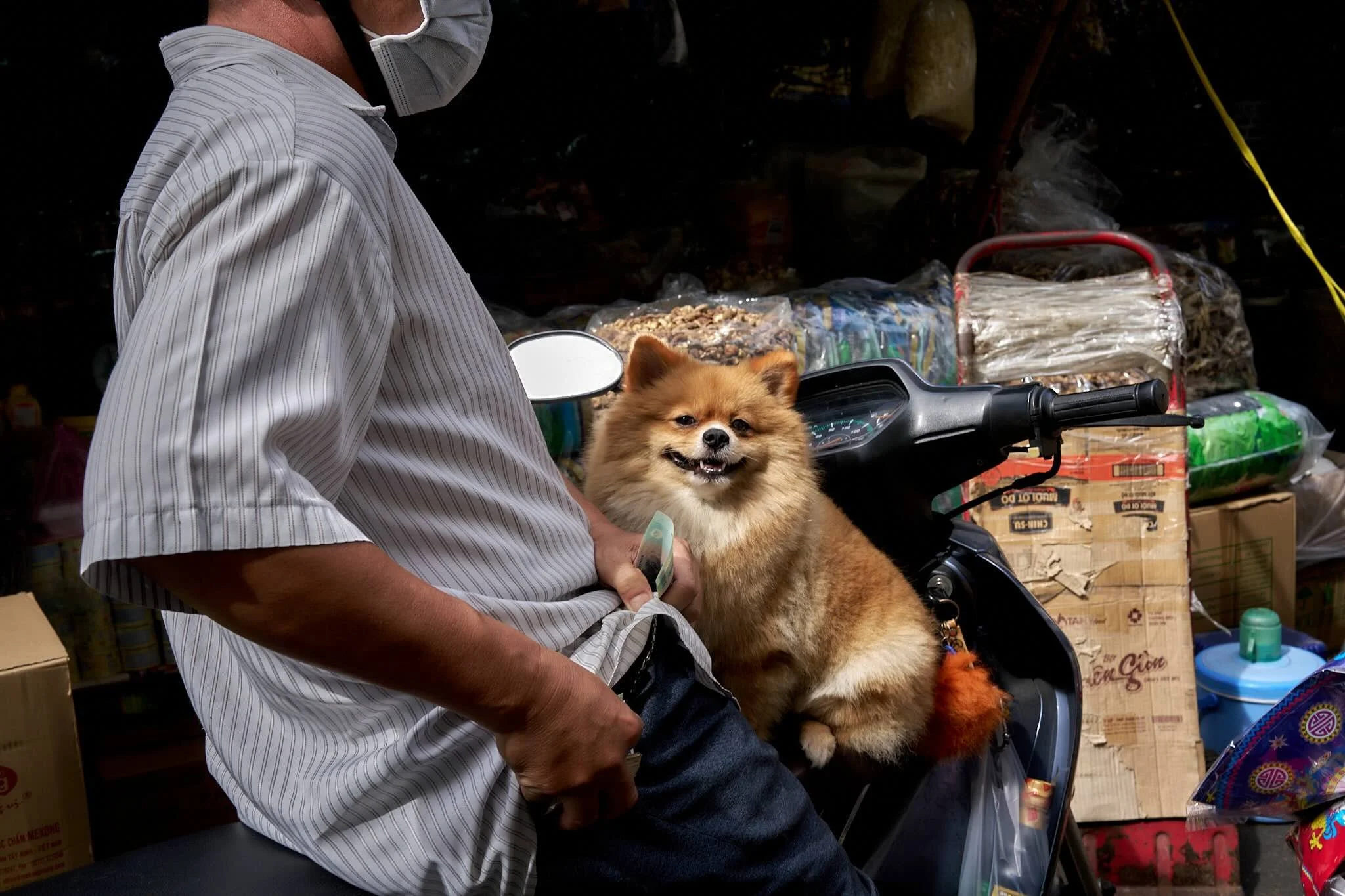 A person wearing a striped shirt and a face mask sitting on a scooter with a small fluffy dog sitting in front of them. The dog is smiling with its mouth open.