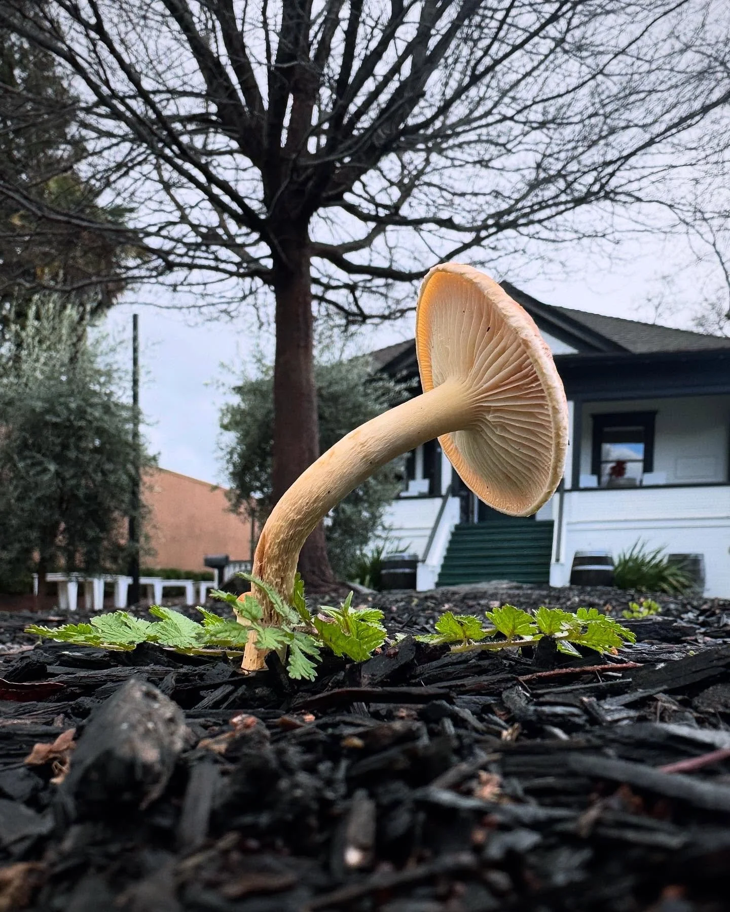 Happy New Year! May this year begin softly, allow for growth, and remember that we can all bend and not break.