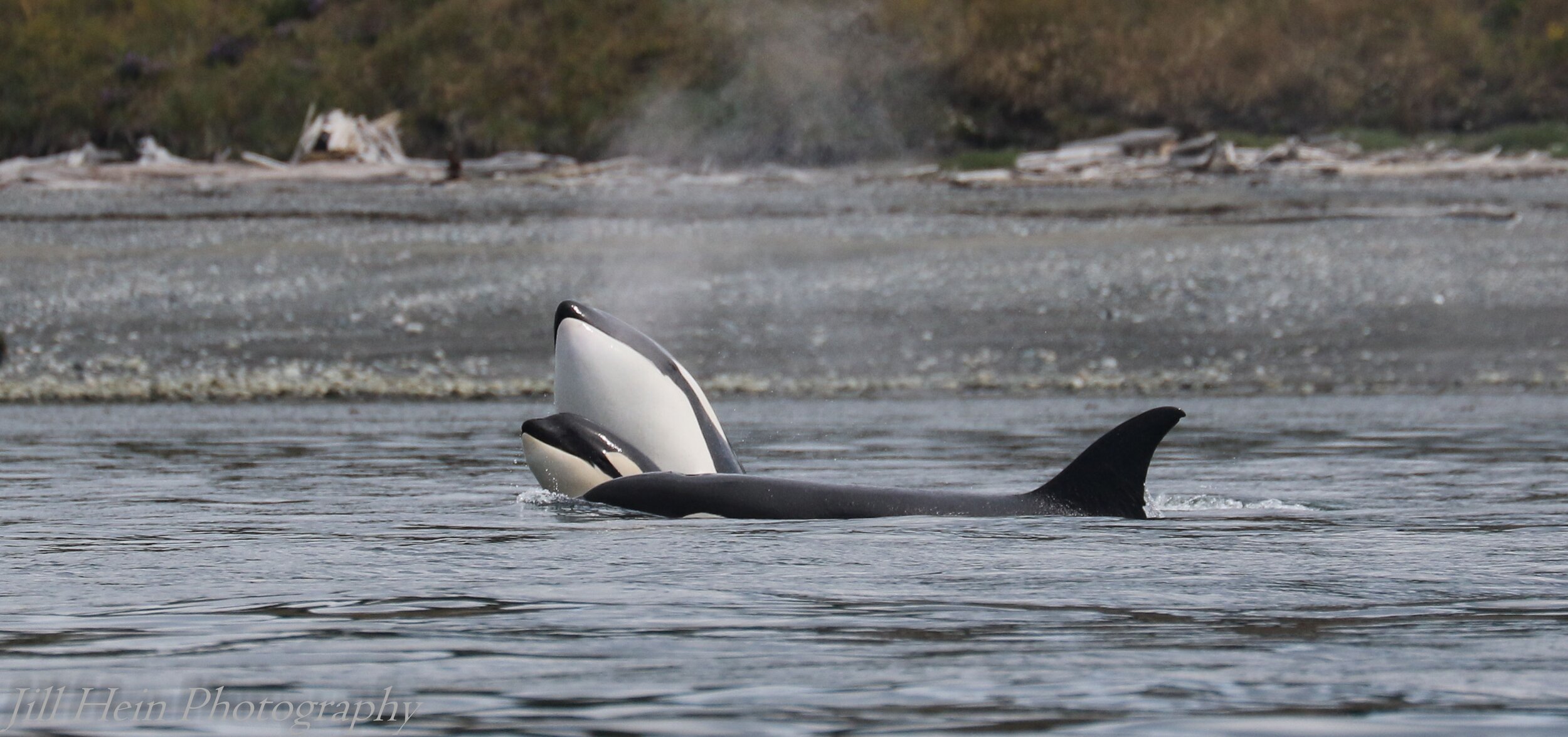 T36s playing around.
Photo by Jill Hein.