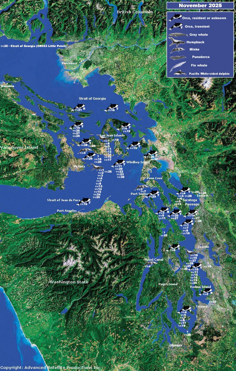 November 2025 — Orca Network Archives