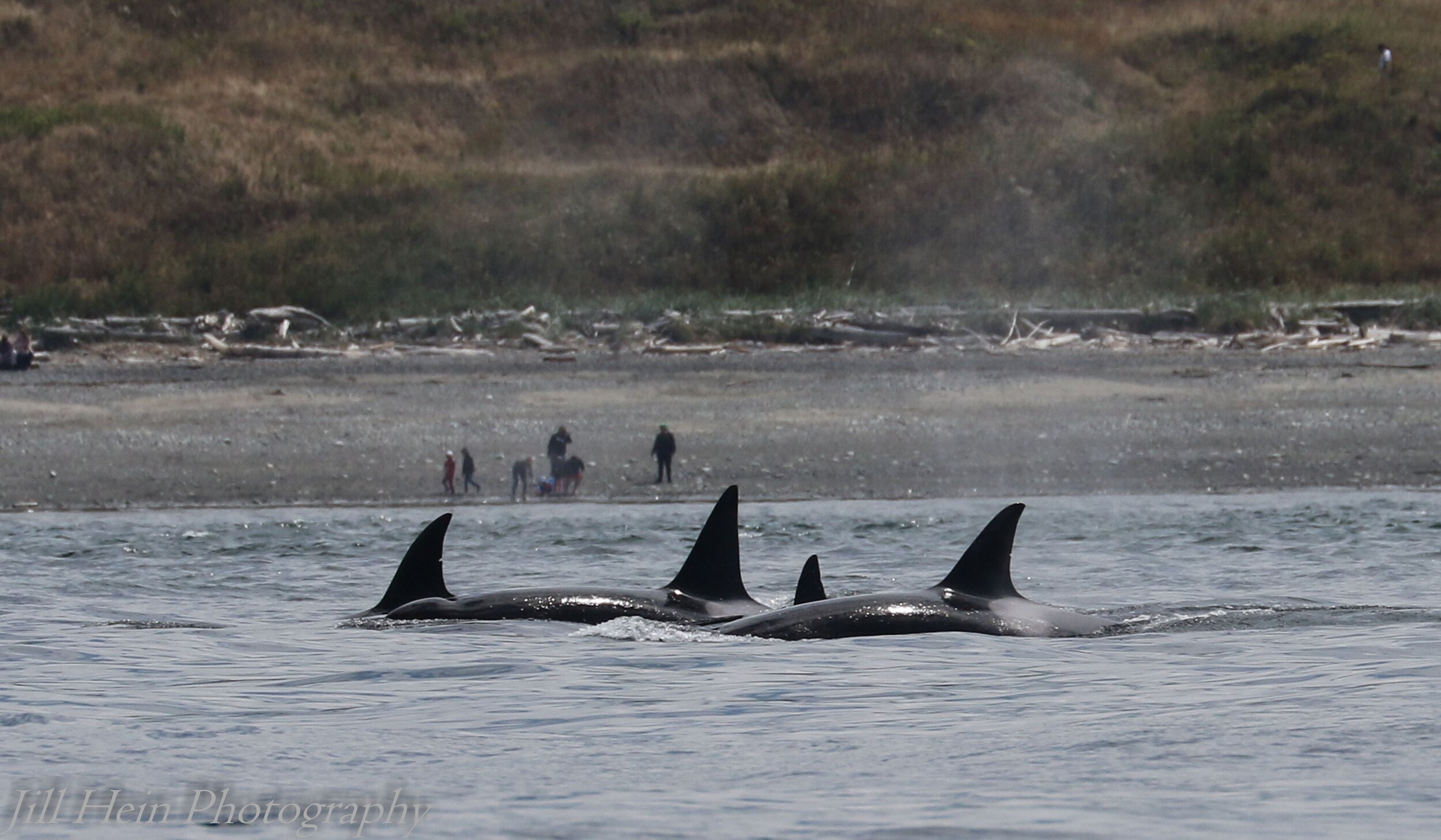 T36s and T37s passing interested onlookers.
Photo by Jill Hein.