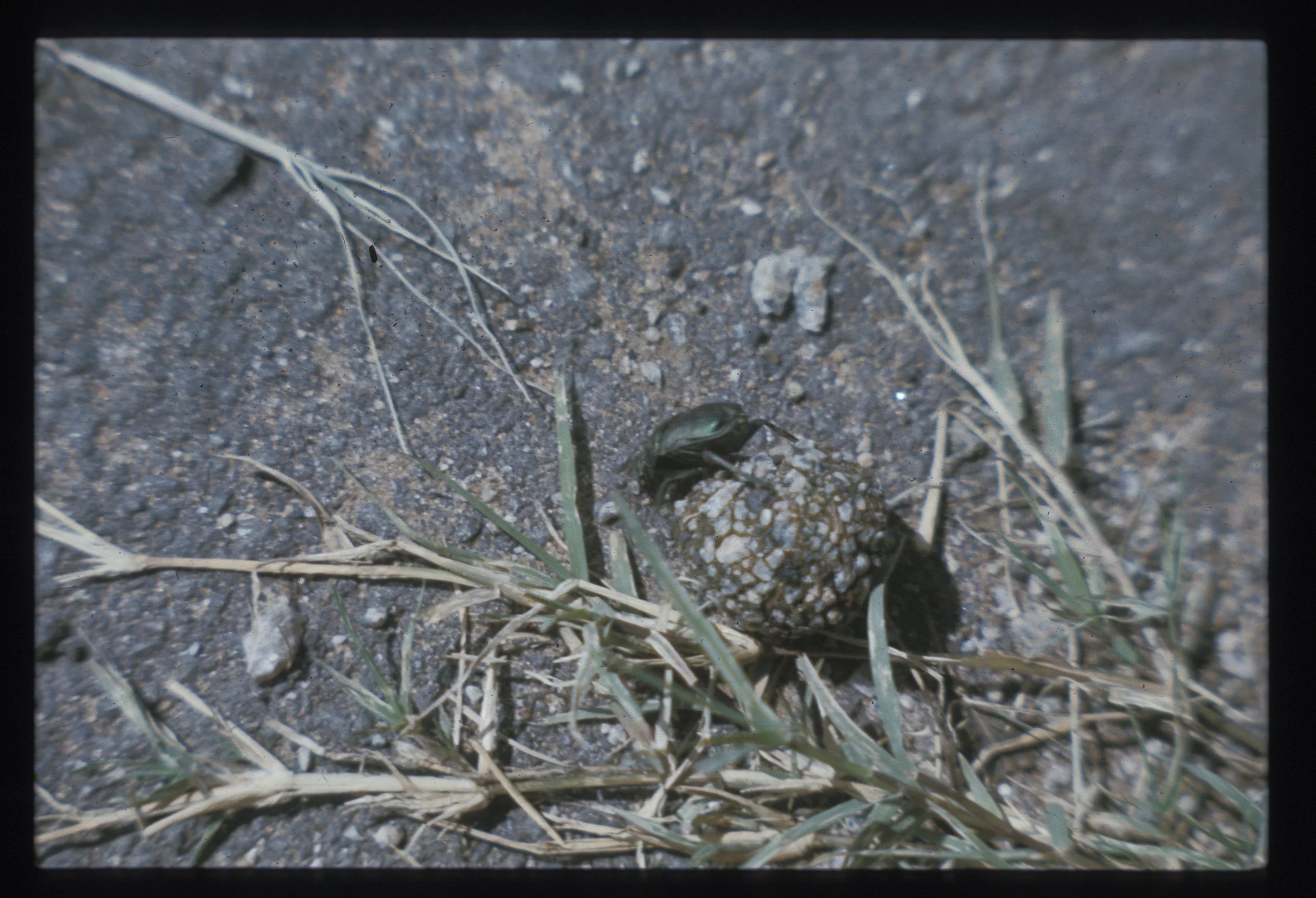 Dung beetle. These little (not so little) guys roll up a ball of dung and lay their eggs in it! I saw this little guy at Victoria Falls.