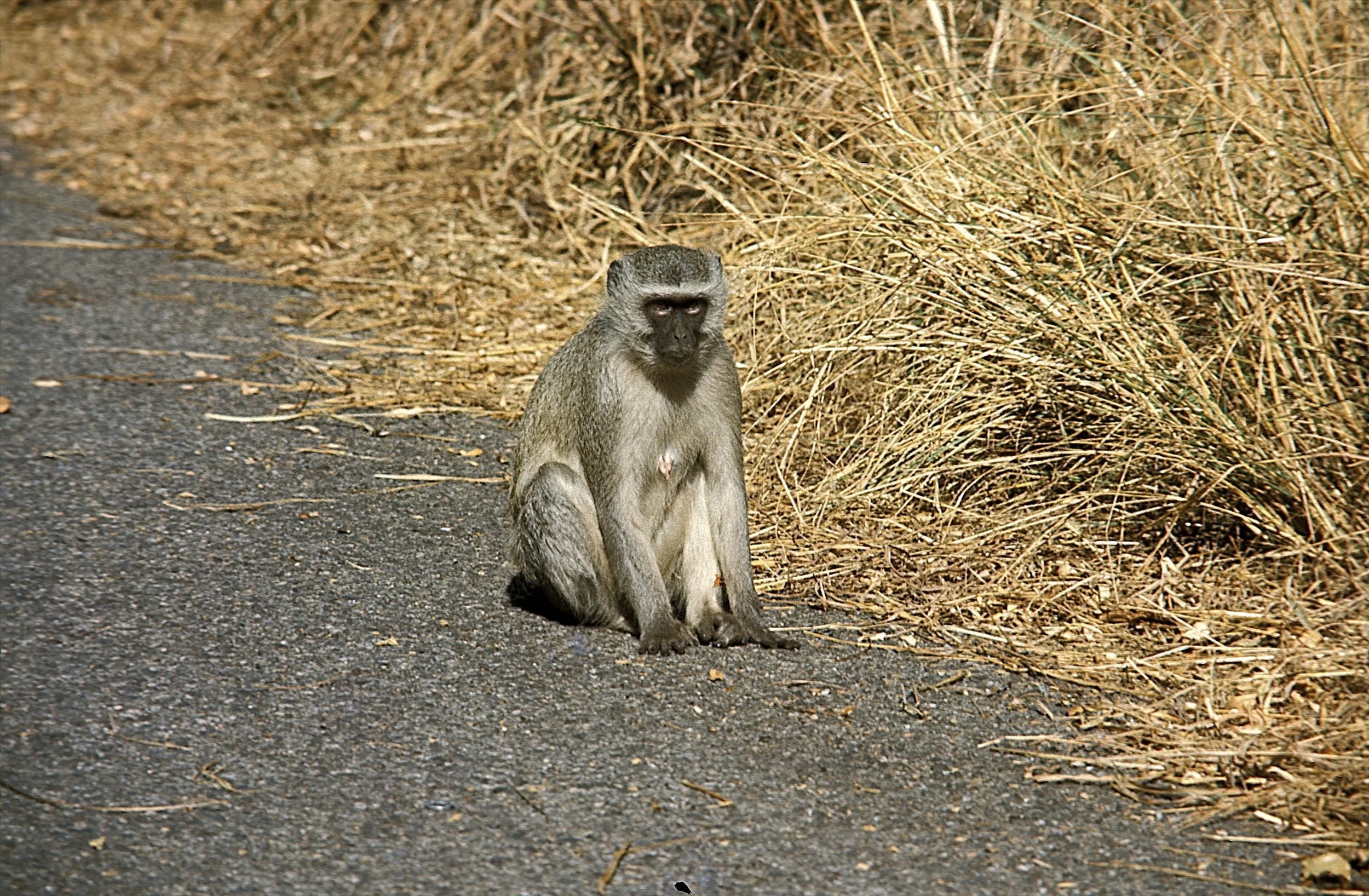 Vervet Monkey is a common sight