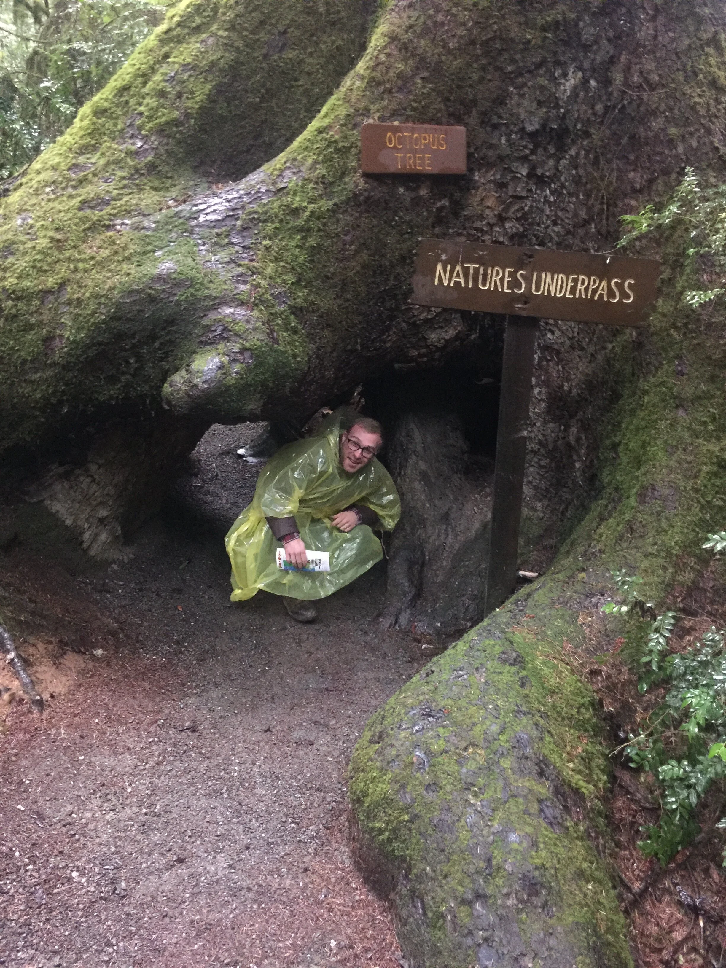 Huge Redwoods in Klamath. At last I get to see these famed giants.