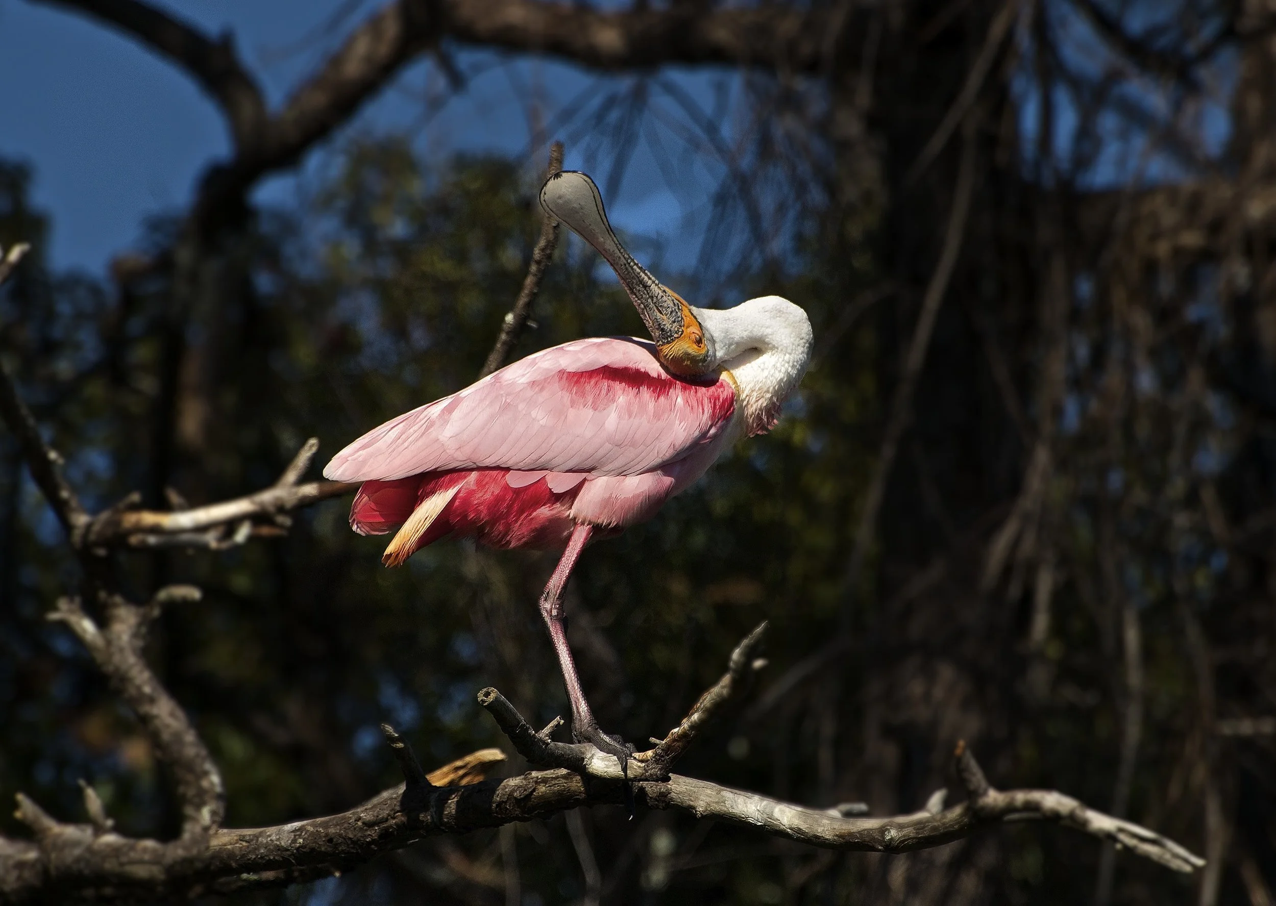 Gatorland, Orlando.