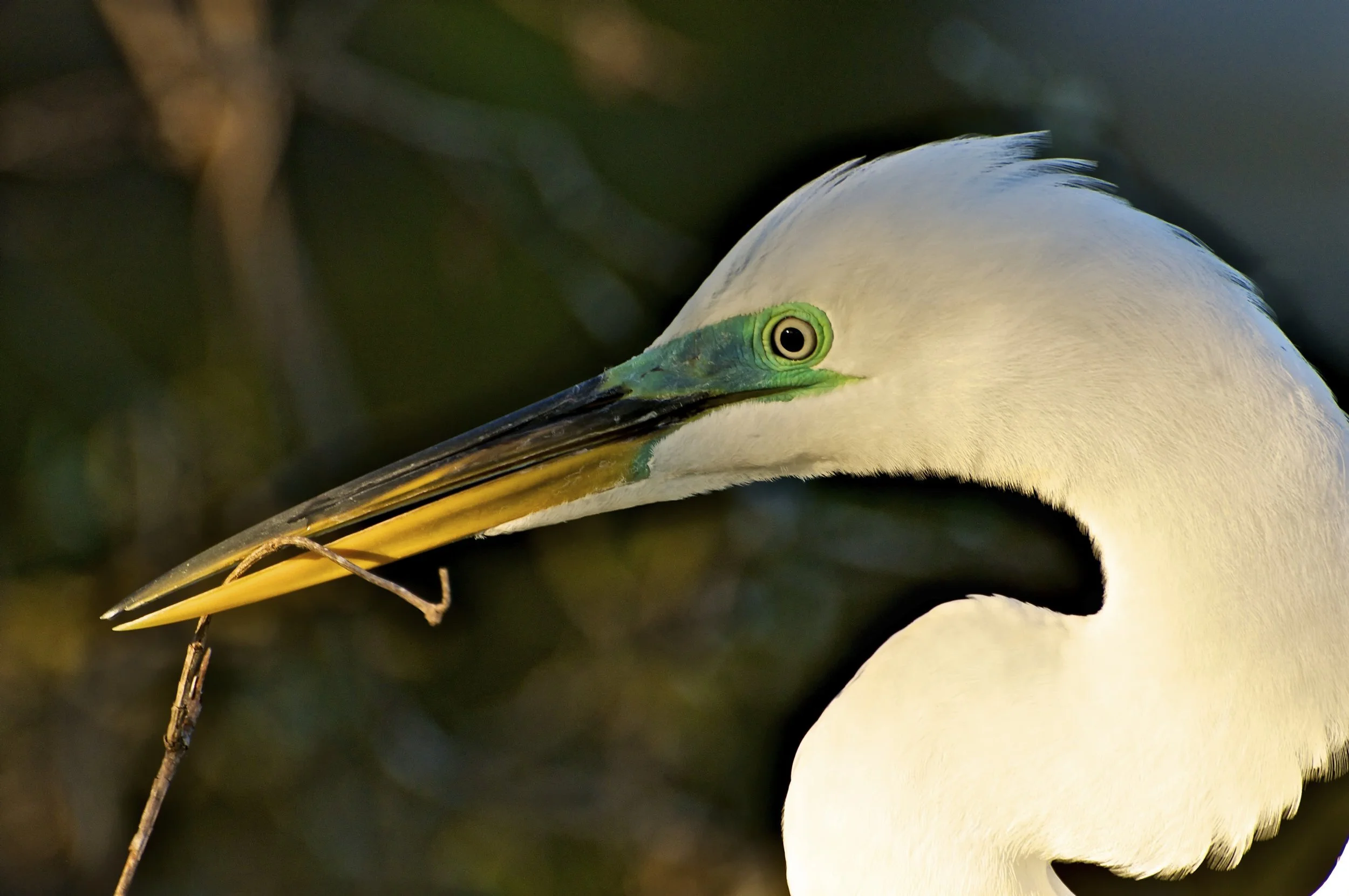 Gatorland, Orlando.
