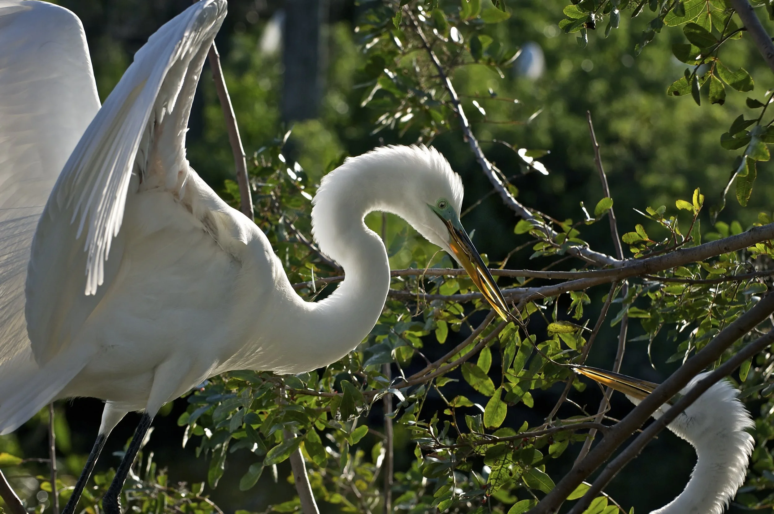 Gatorland, Orlando.