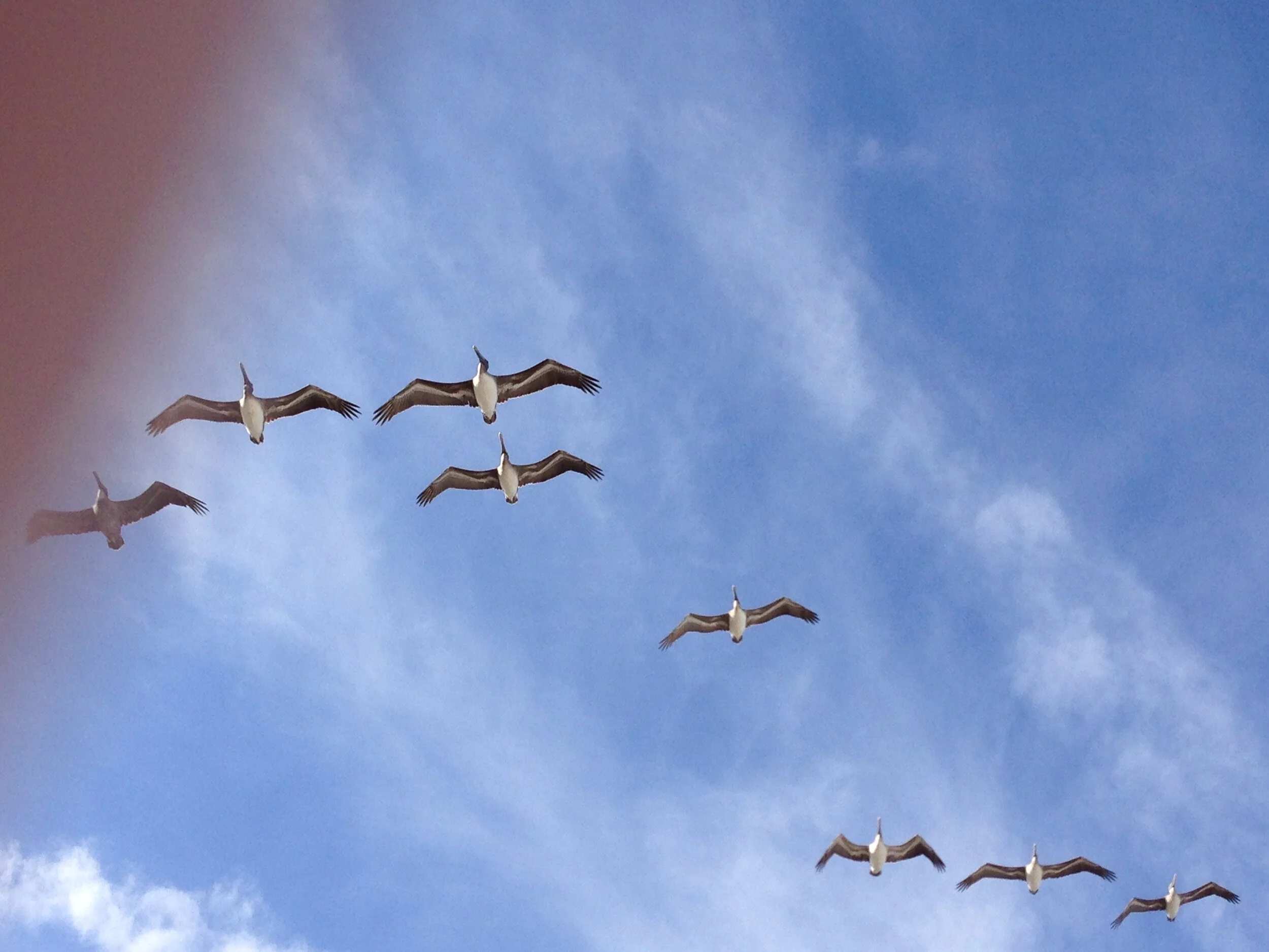 White Pelicans Lakeland
