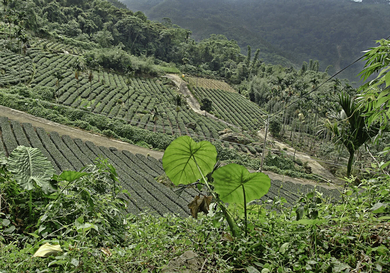 Tea Plantation, Taiwan